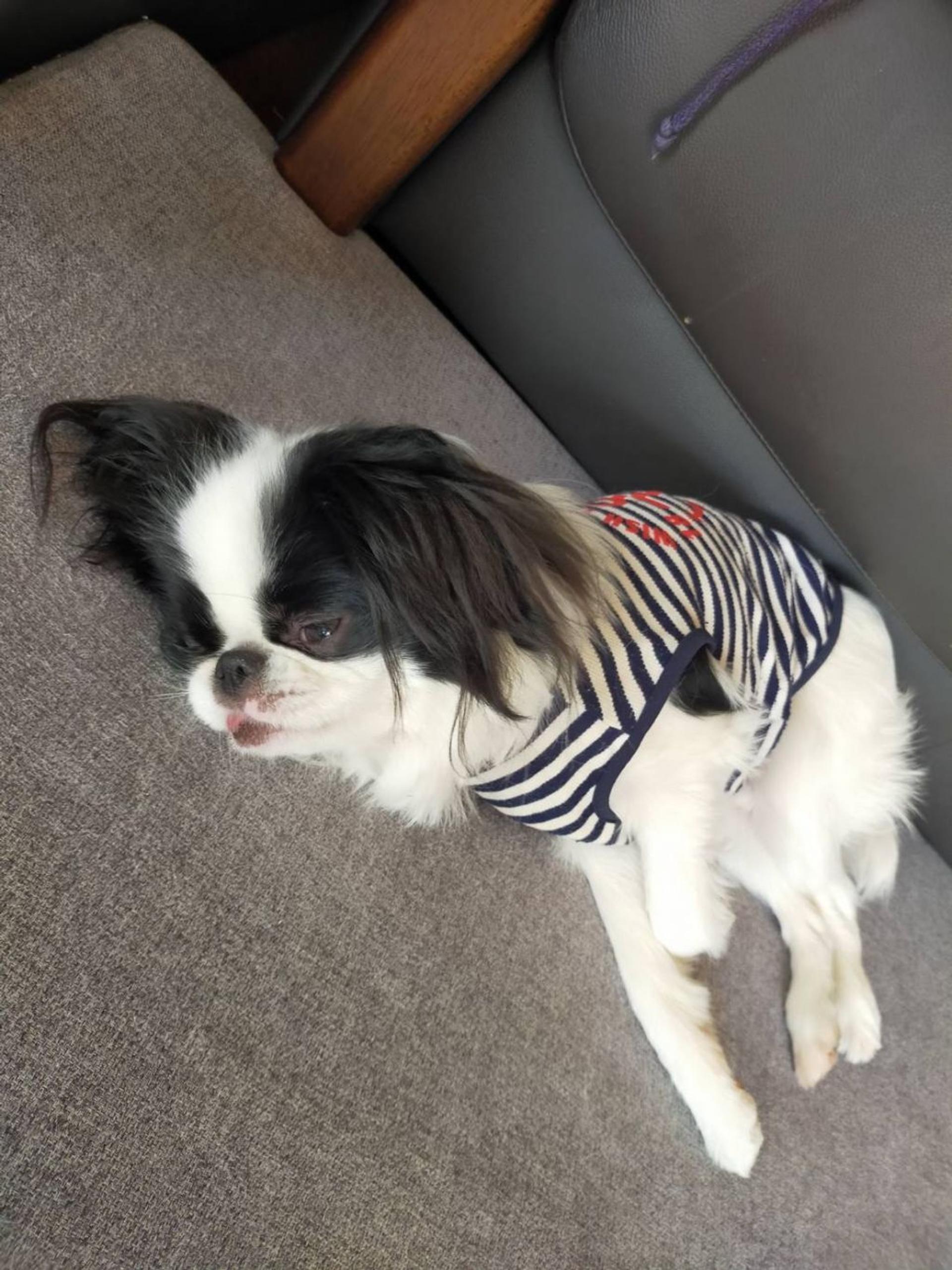 pet-image-3
