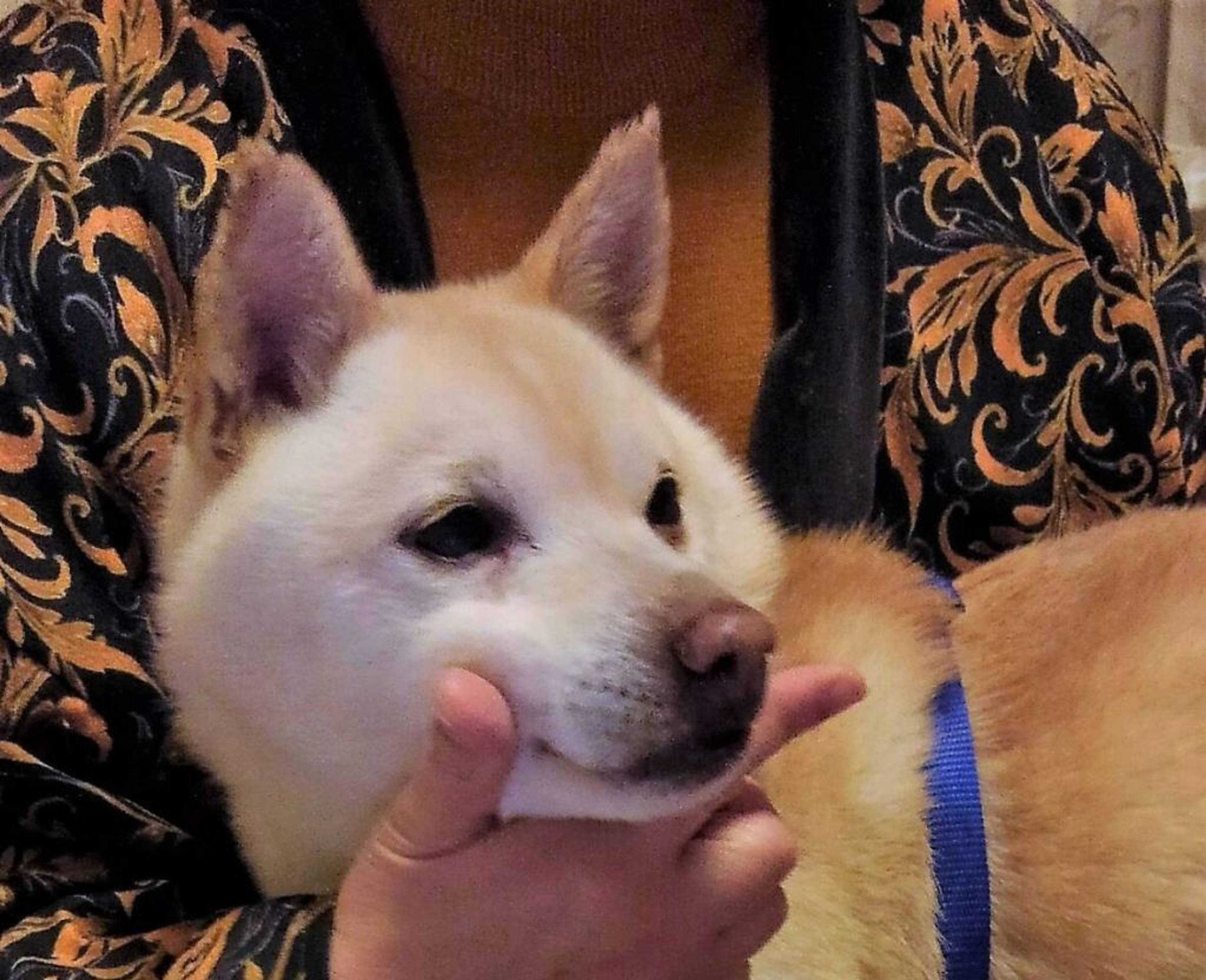 雑種（ミックス犬）・オスの里親募集の写真