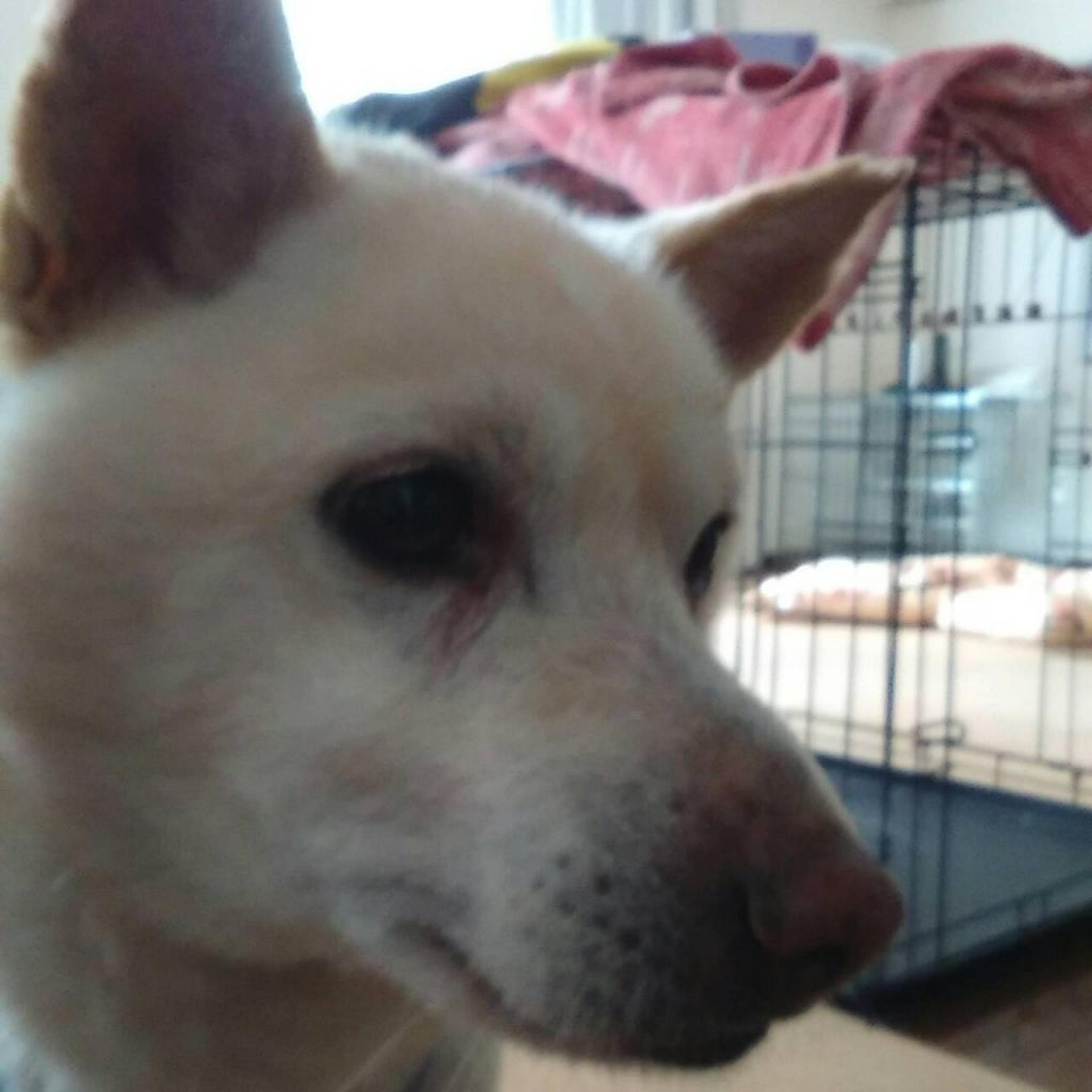 pet-image-2