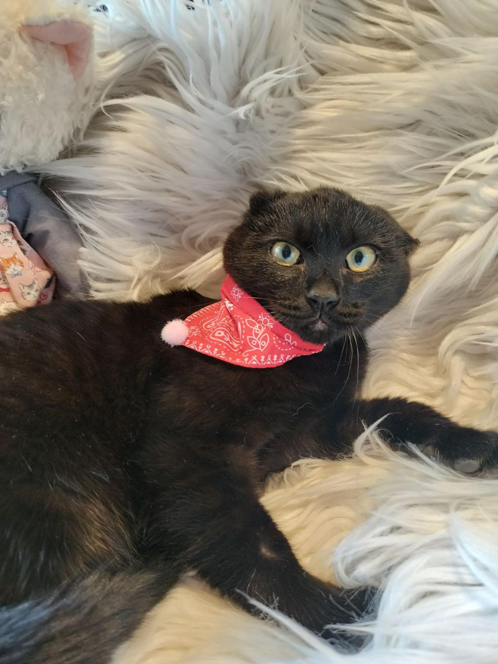 pet-image-3