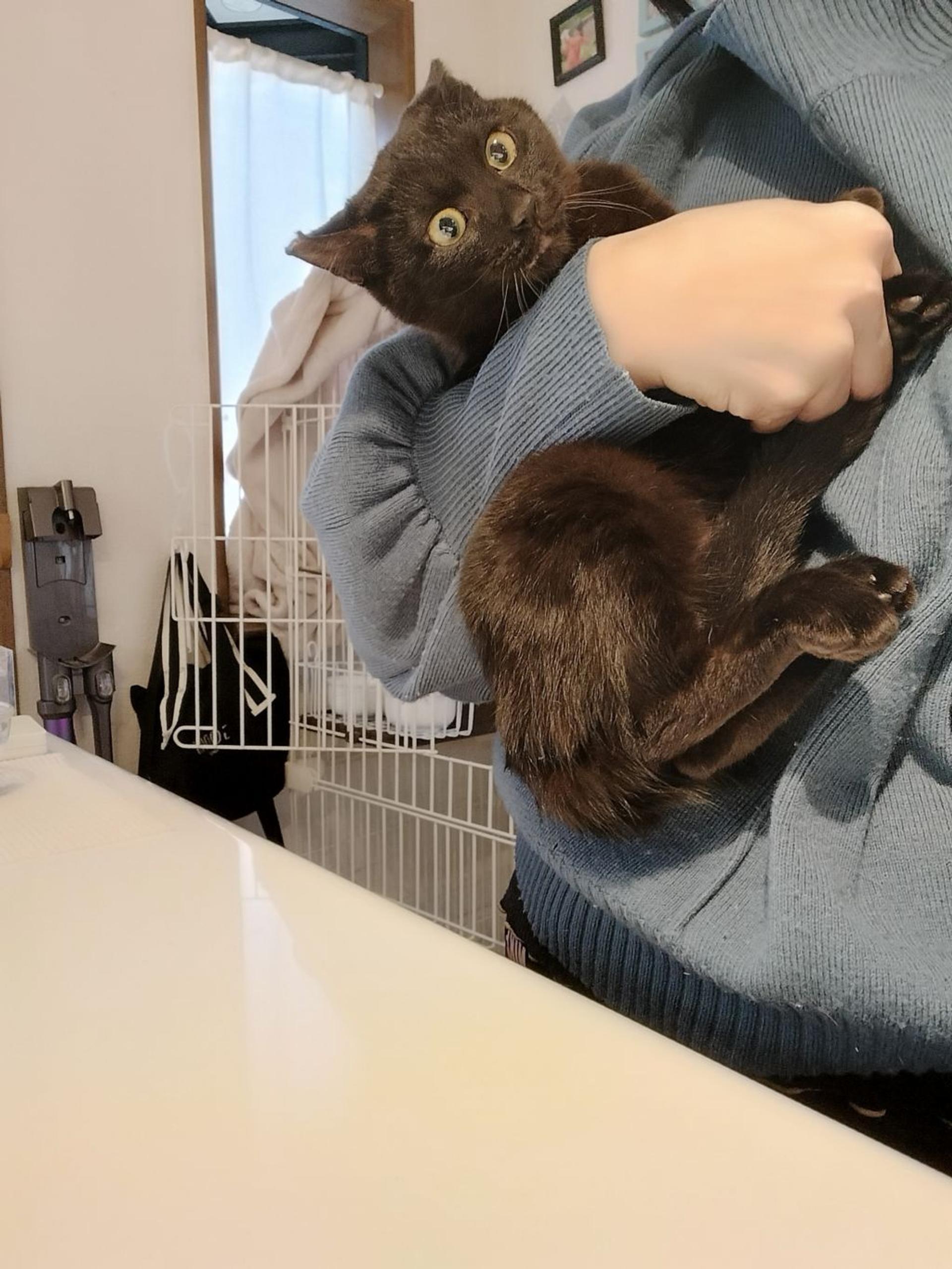 pet-image-5