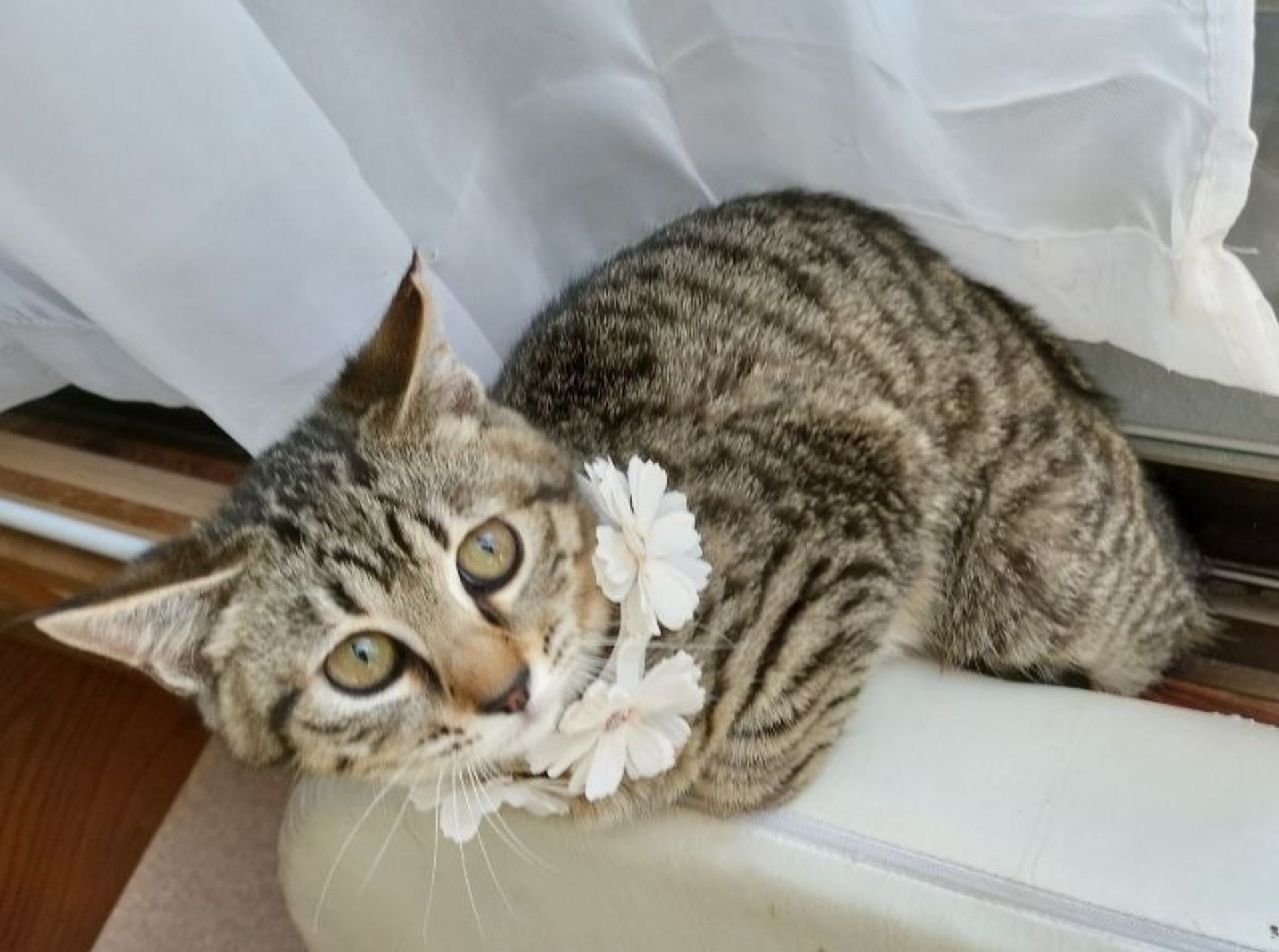 雑種（ミックス猫）・メスの里親募集の写真