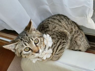 キジちゃんの写真