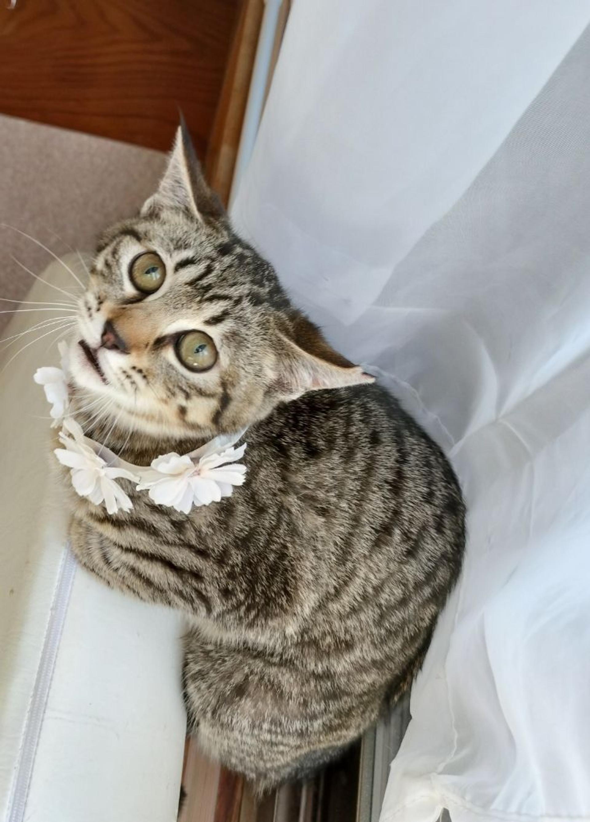 pet-image-4