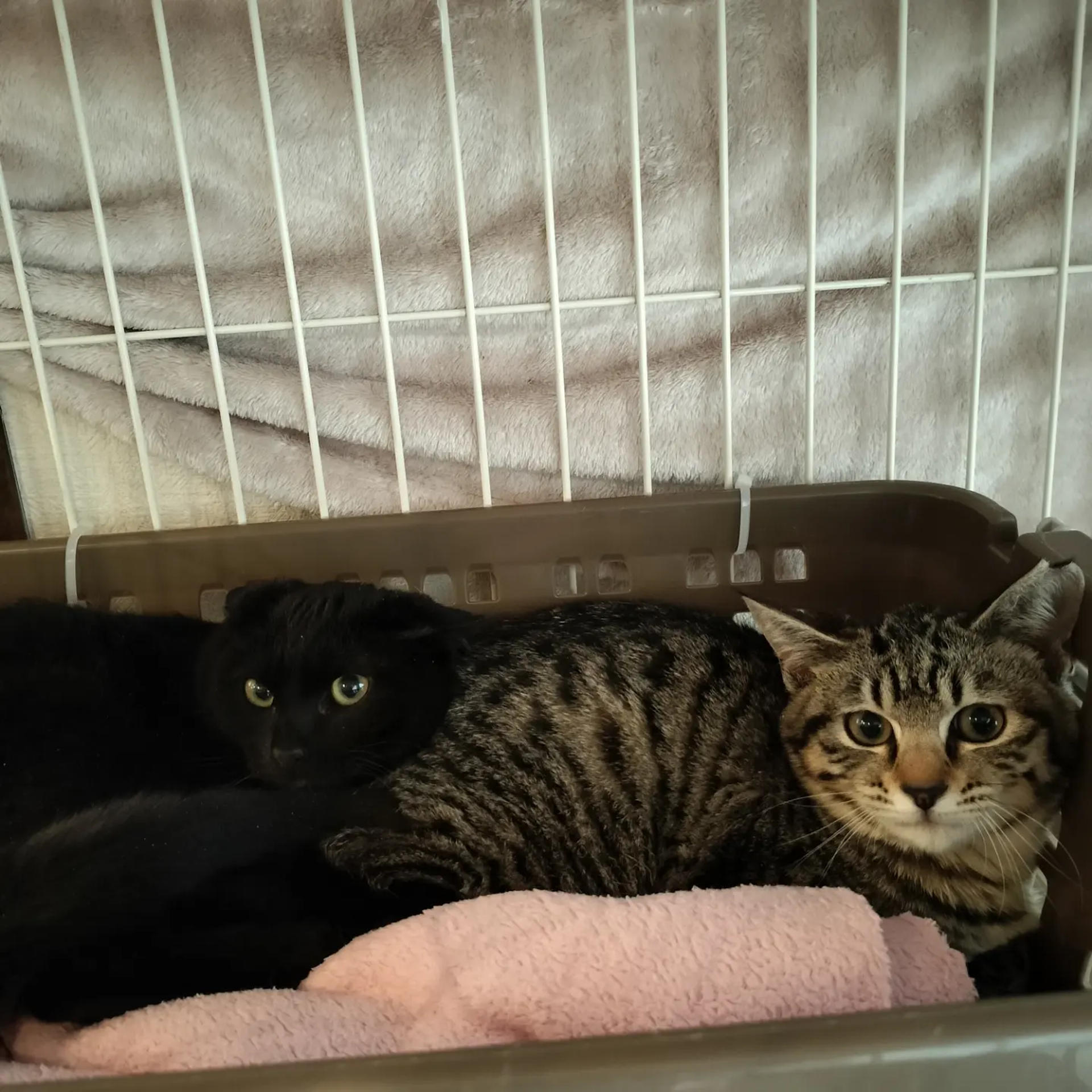 pet-image-6