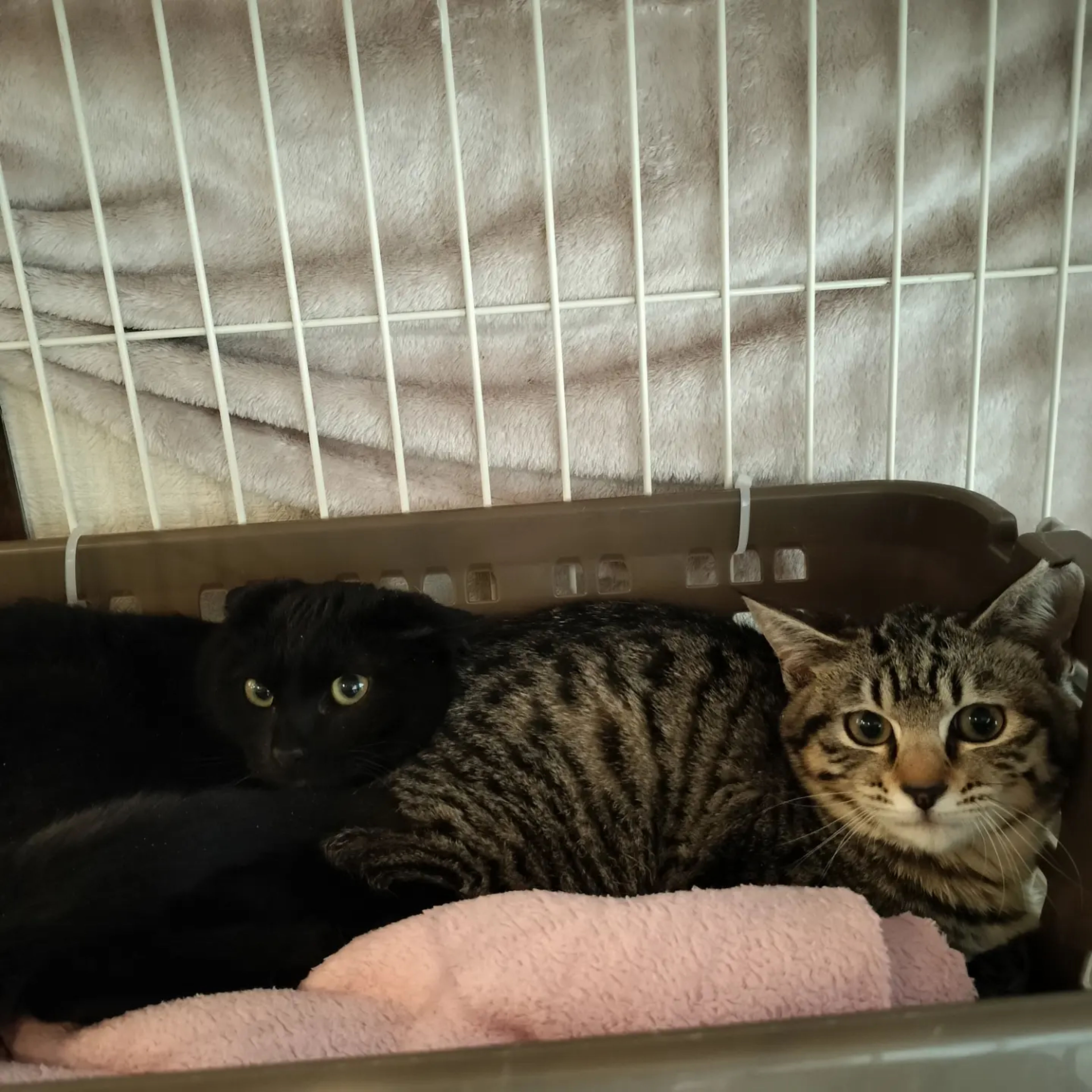 pet-image-6