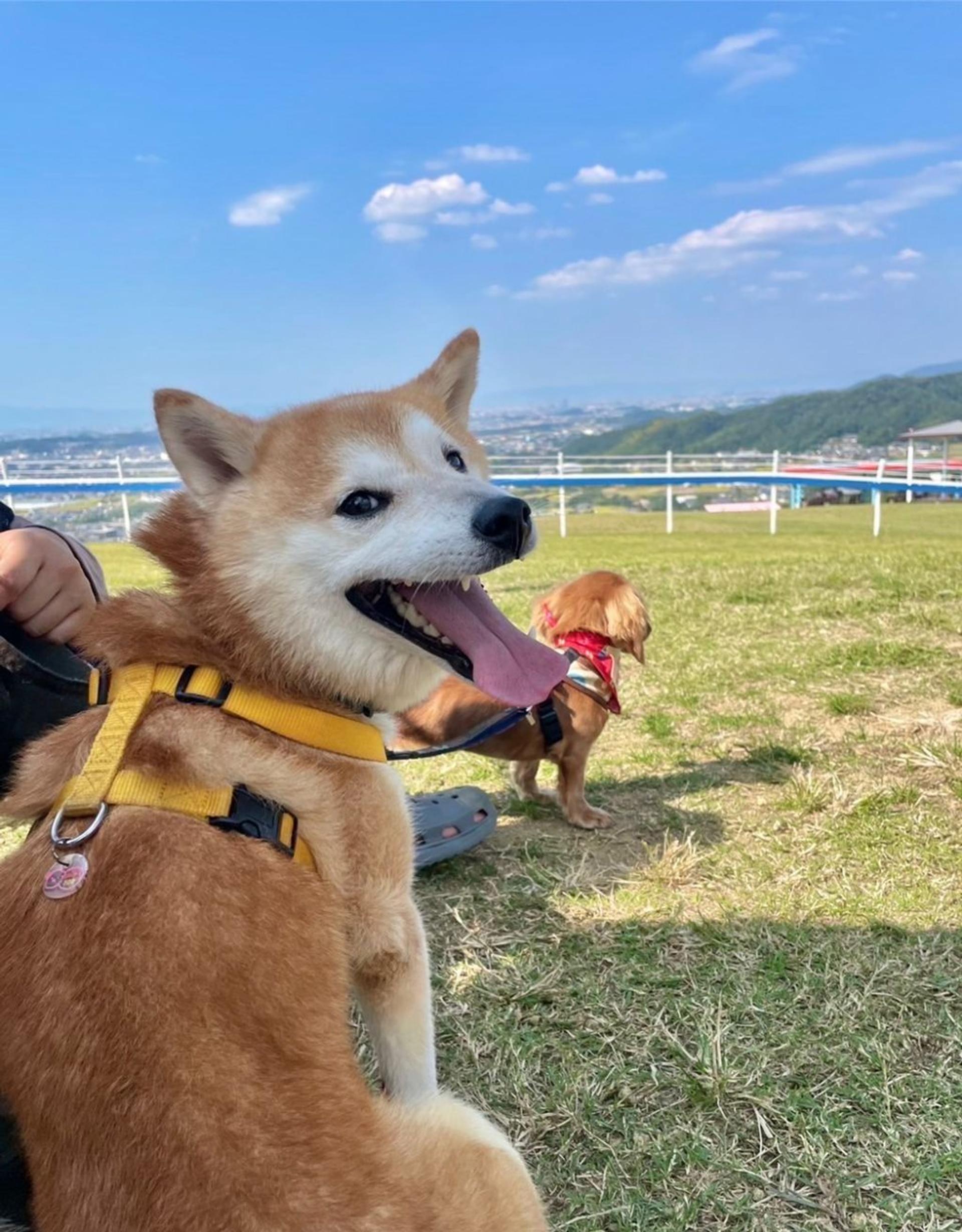 pet-image-3