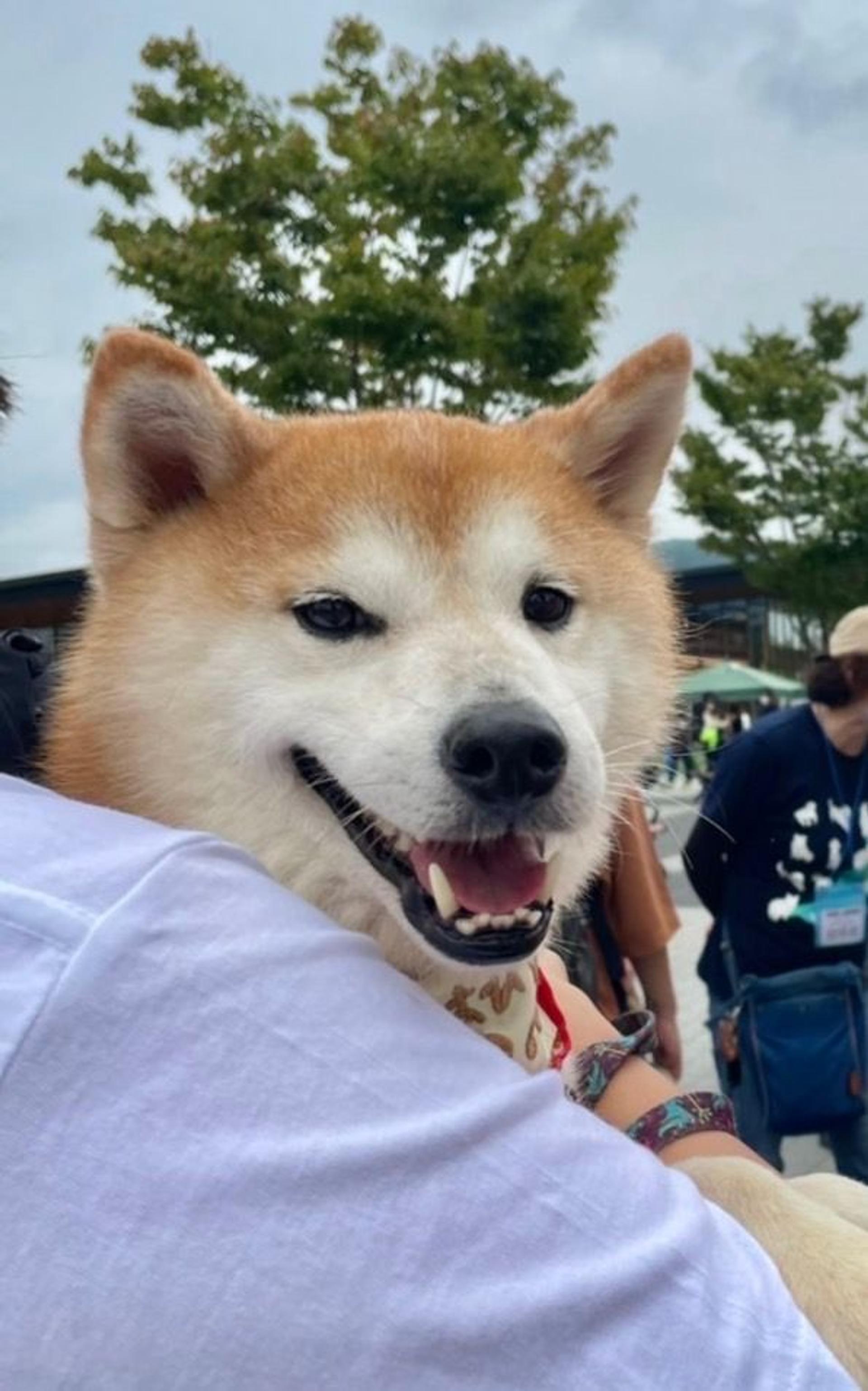 pet-image-4