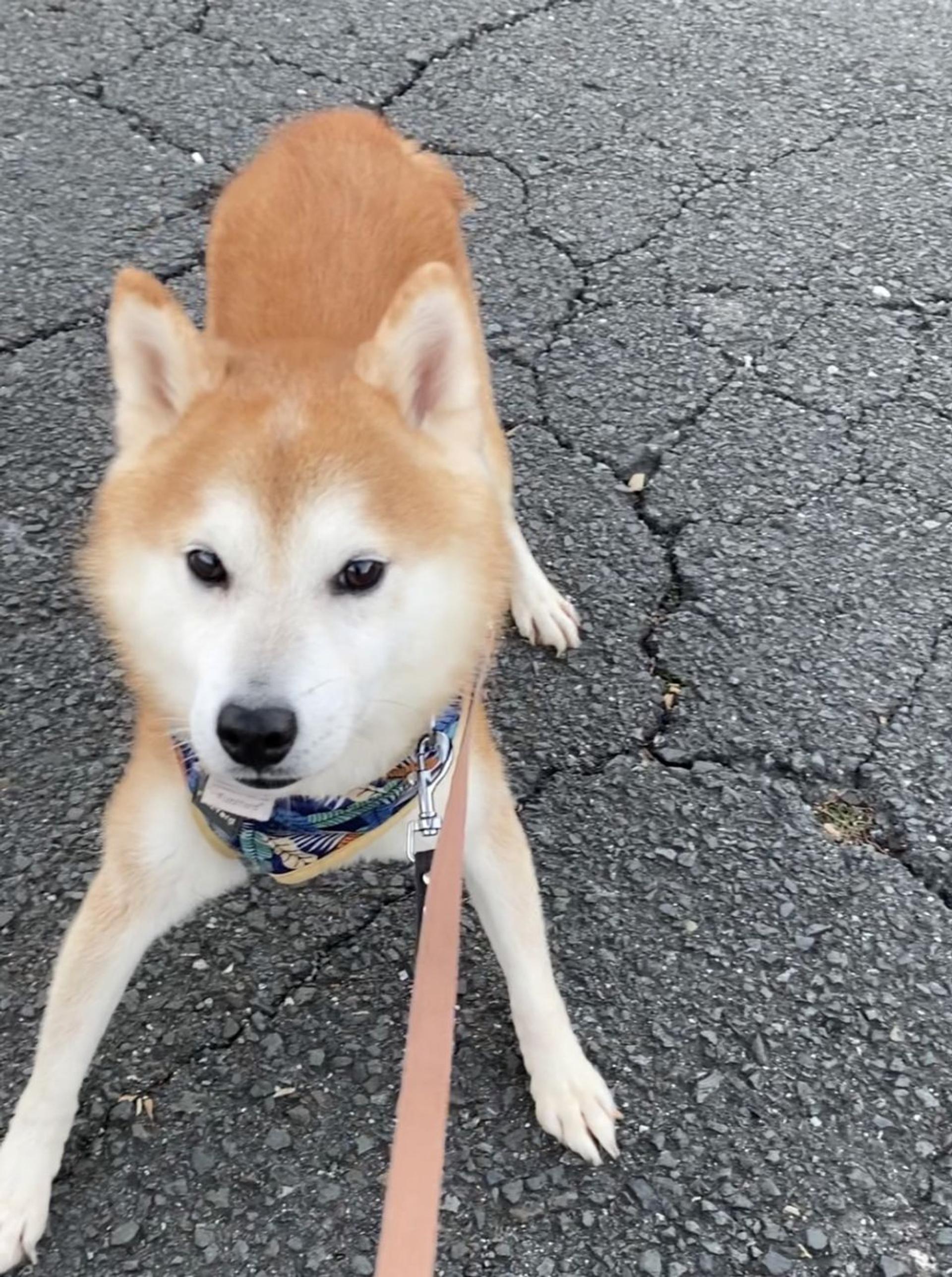 pet-image-7