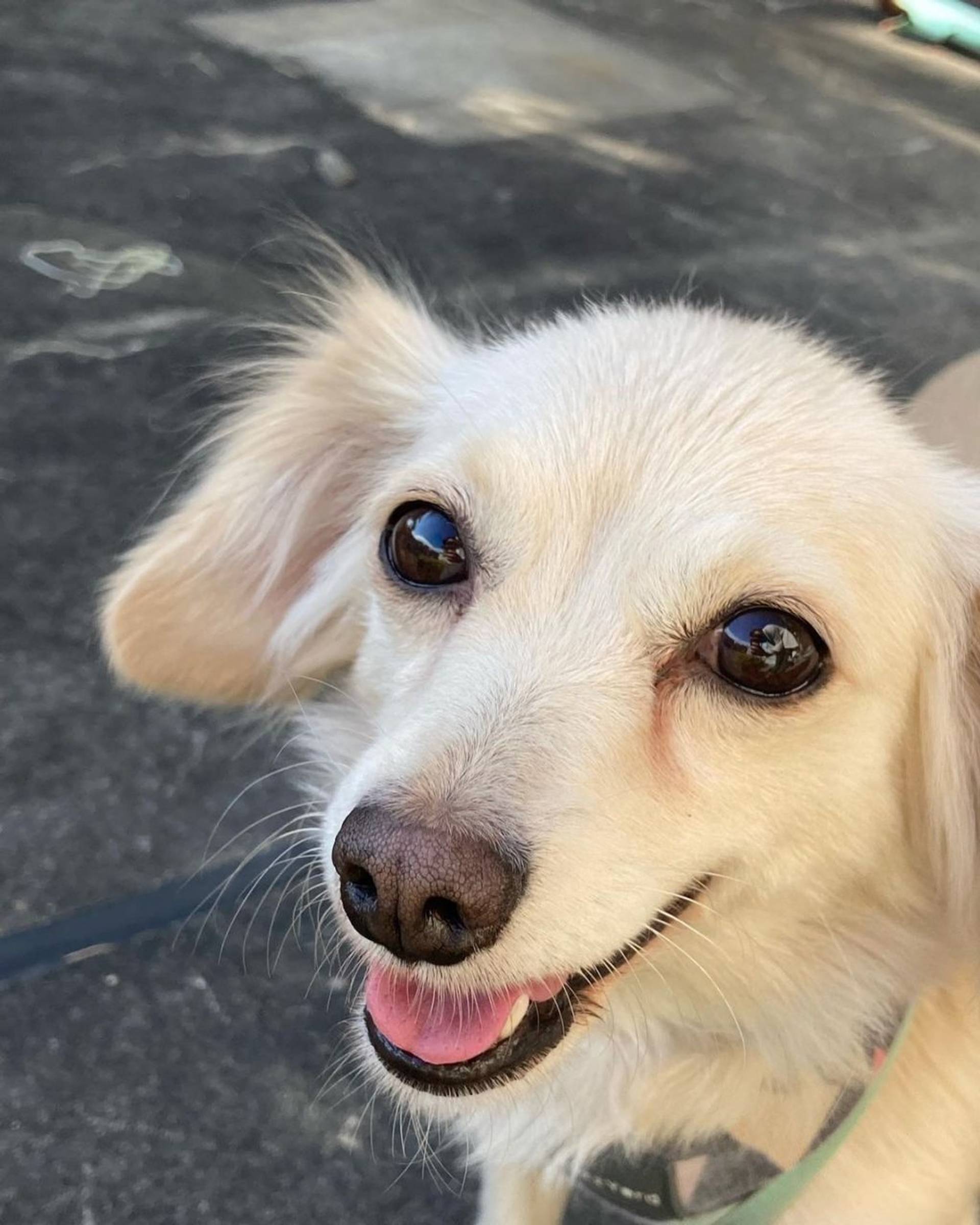 雑種（ミックス犬）・メスの里親募集の写真
