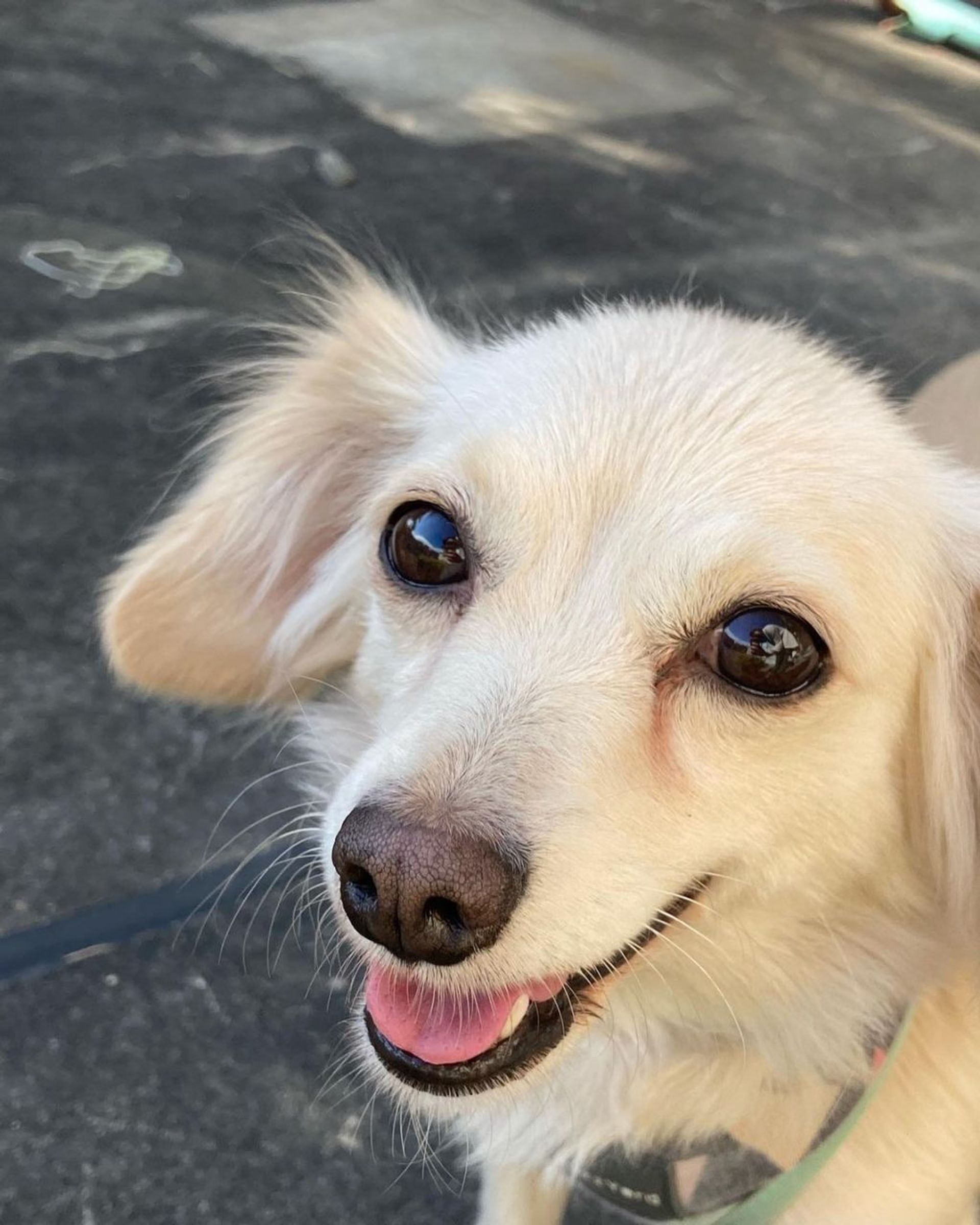 雑種（ミックス犬）・メスの里親募集の写真