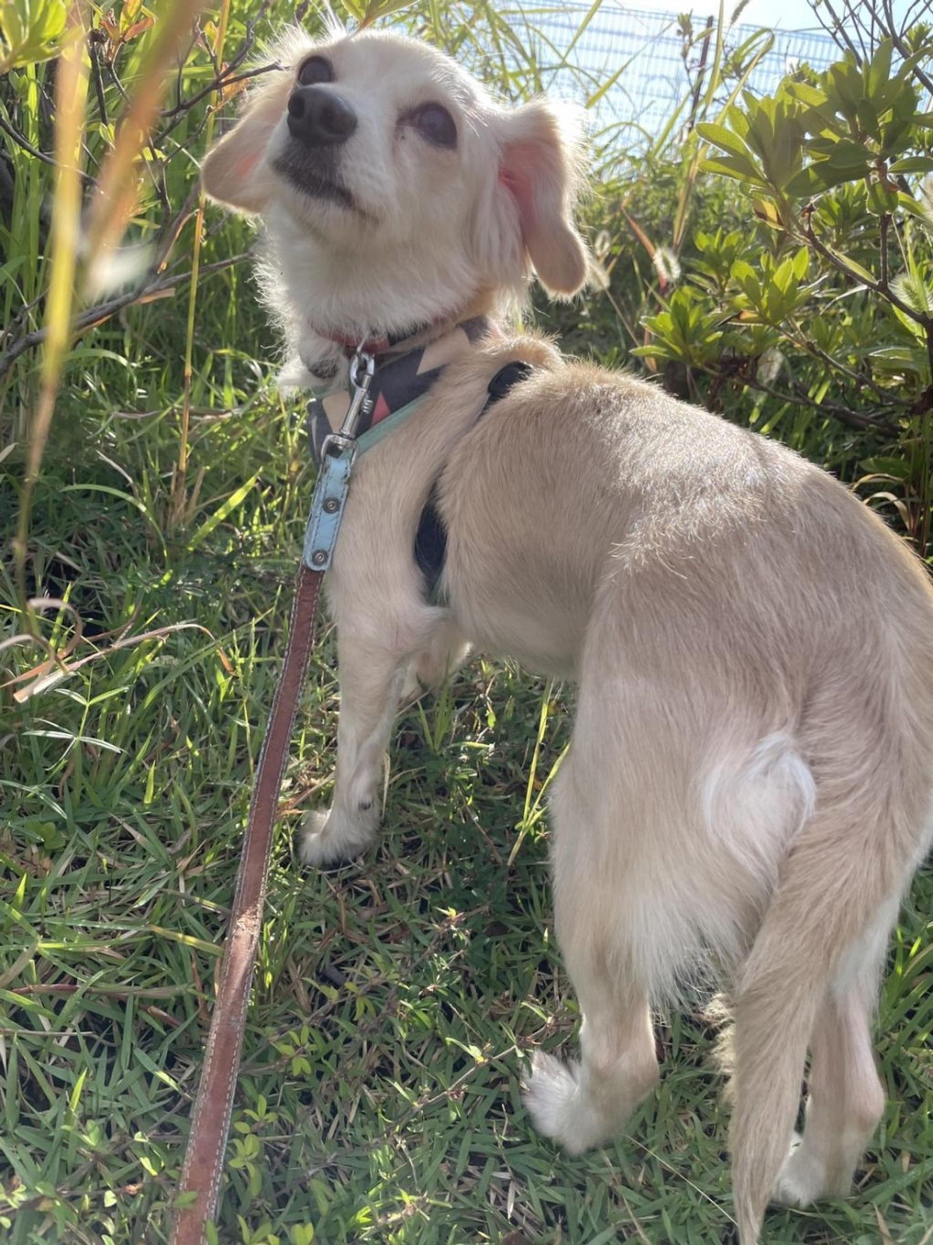 pet-image-6
