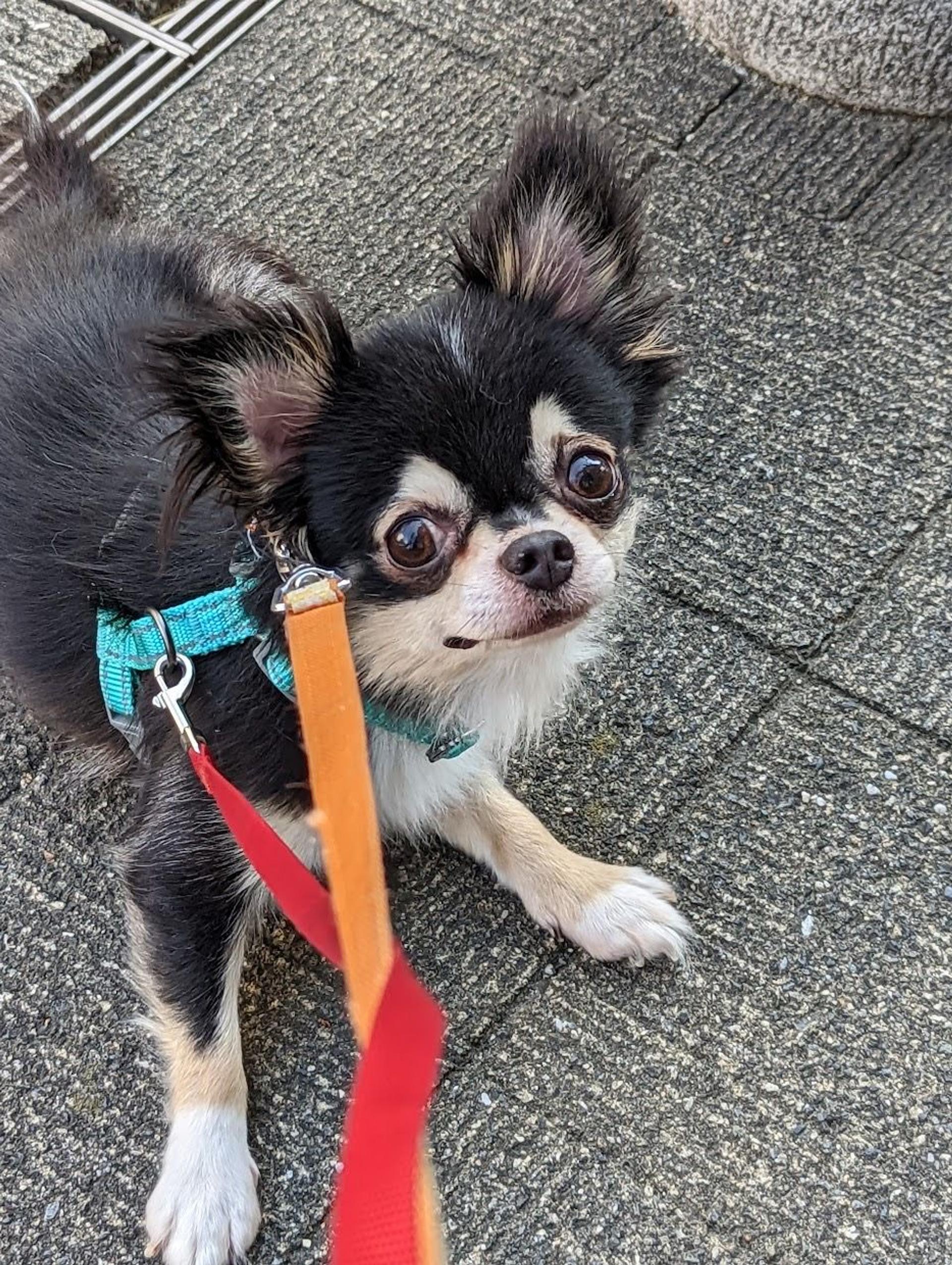 pet-image-2