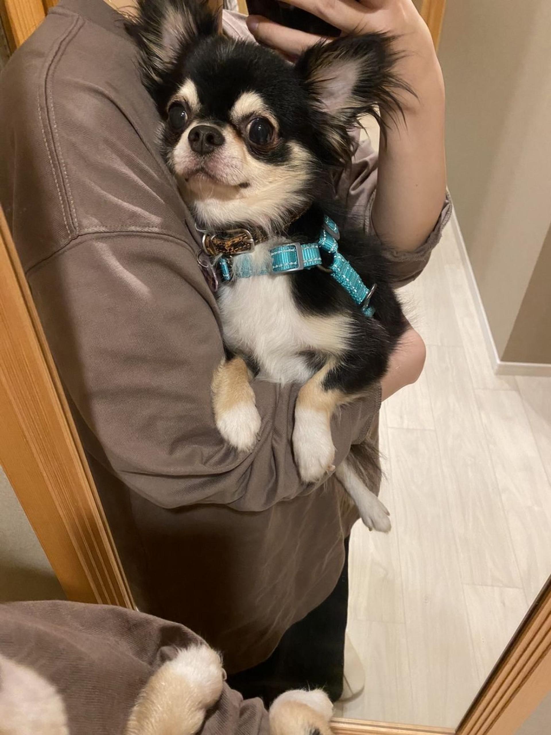 pet-image-3