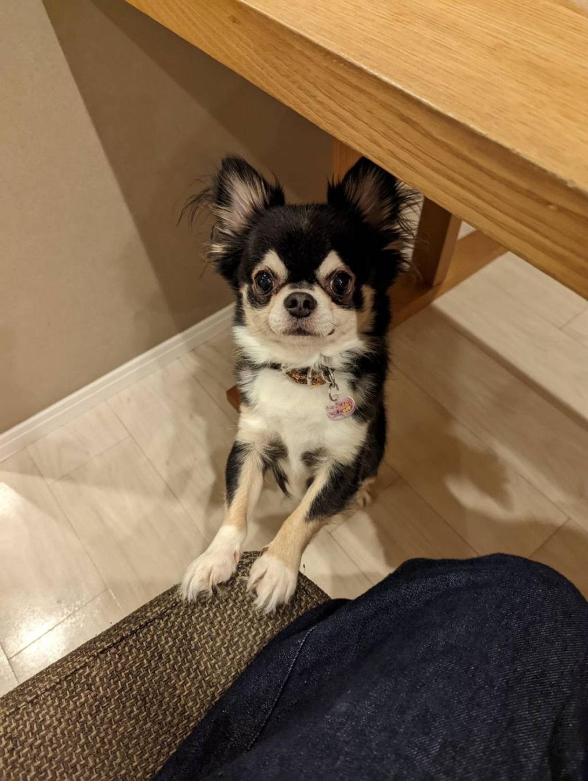 pet-image-4