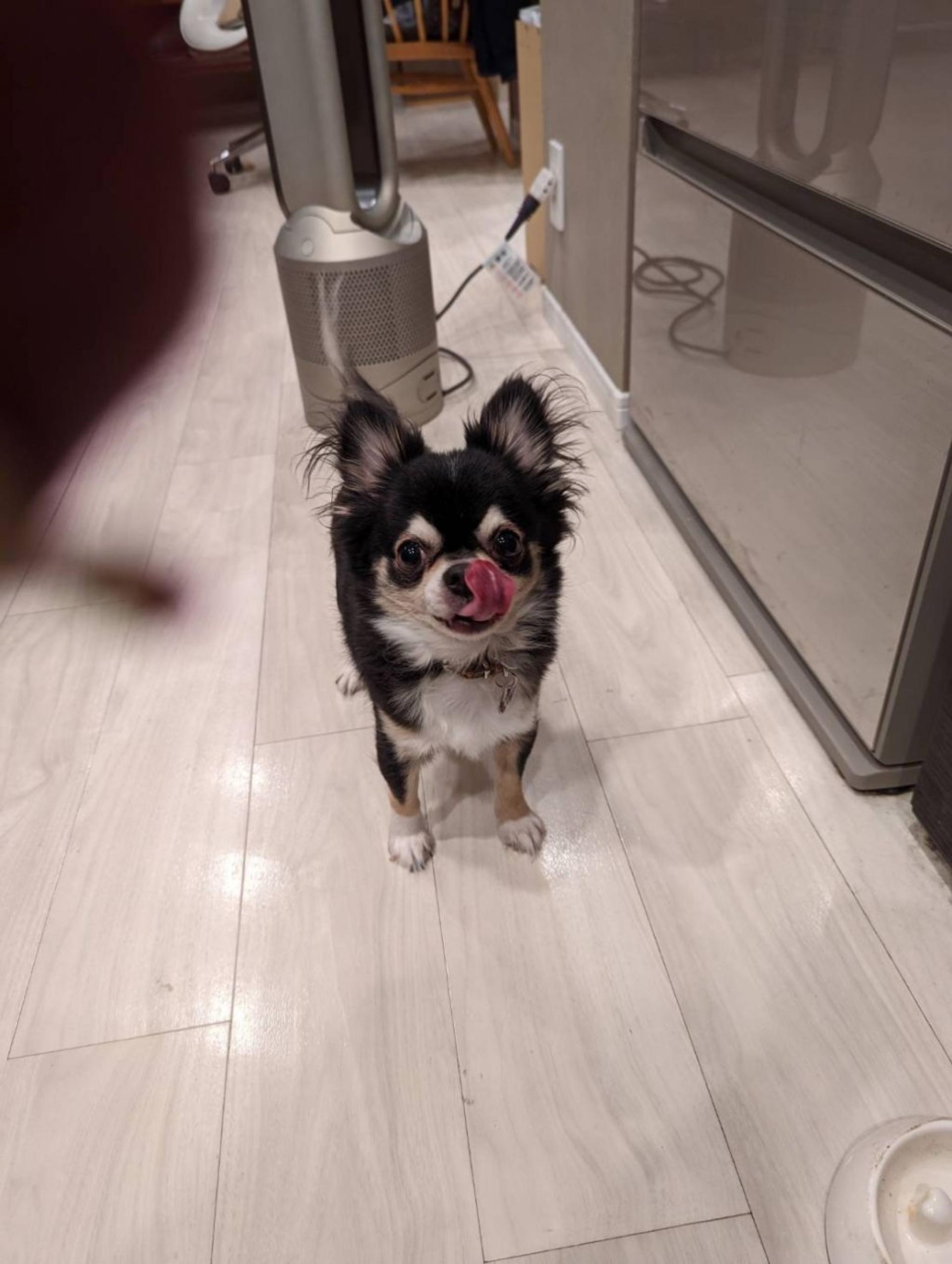 pet-image-5