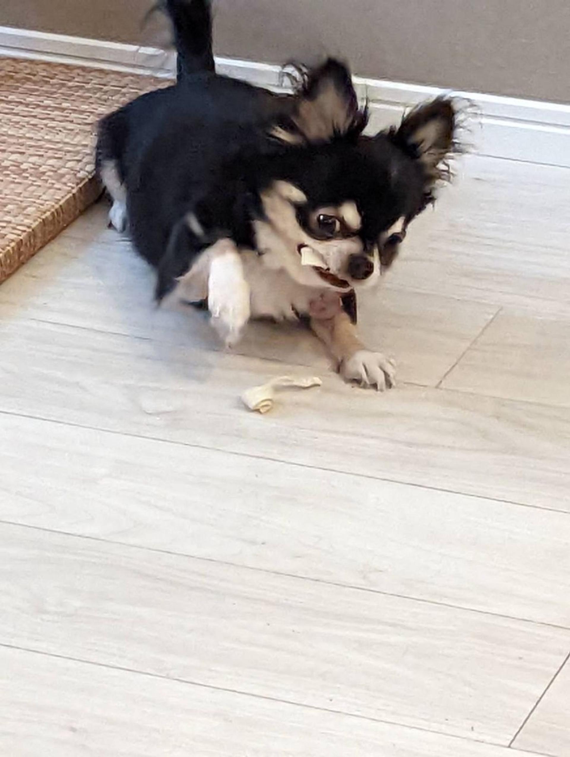 pet-image-6