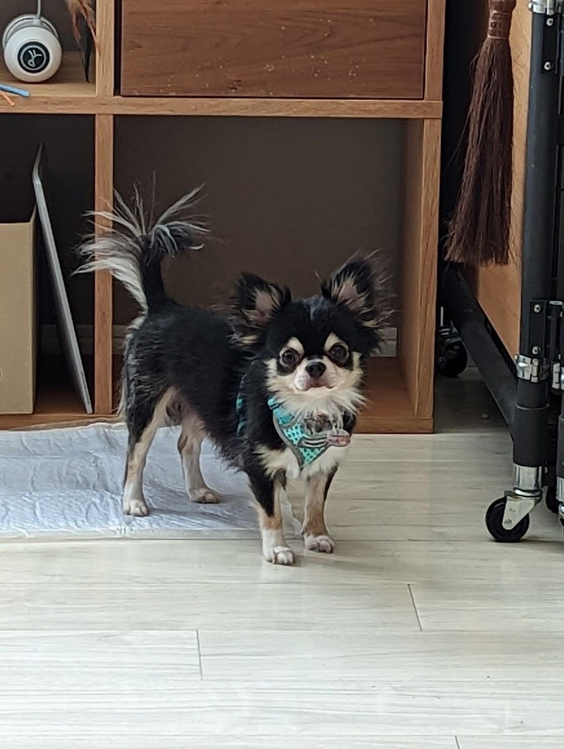 pet-image-8