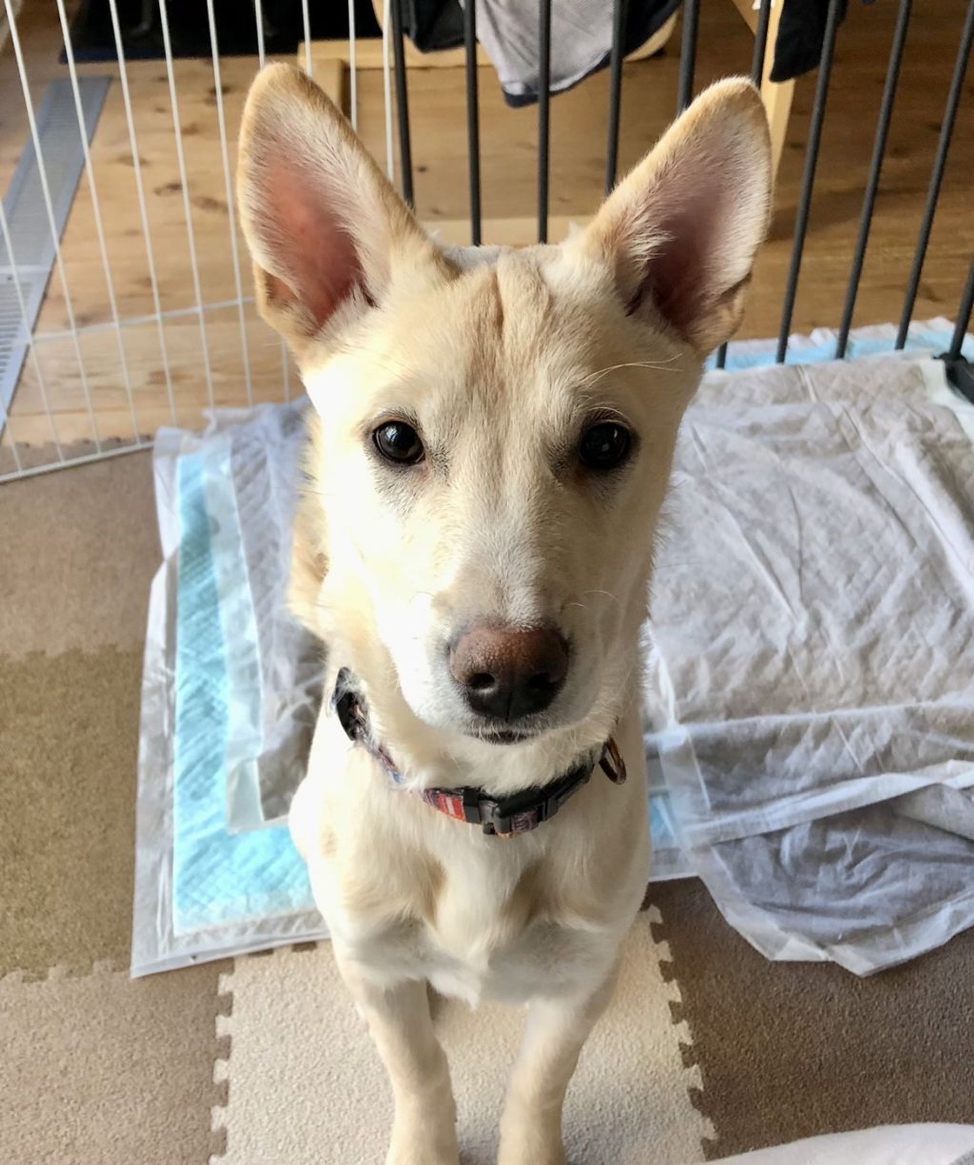 雑種（ミックス犬）・オスの里親募集の写真