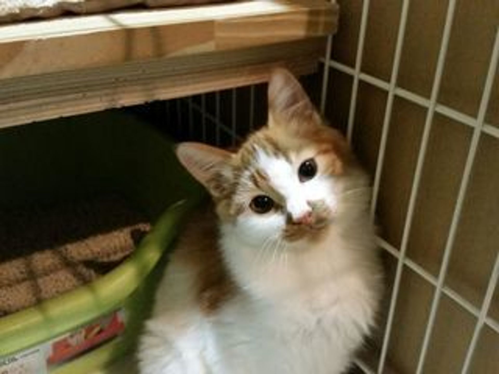 雑種（ミックス猫）・オスの里親募集の写真