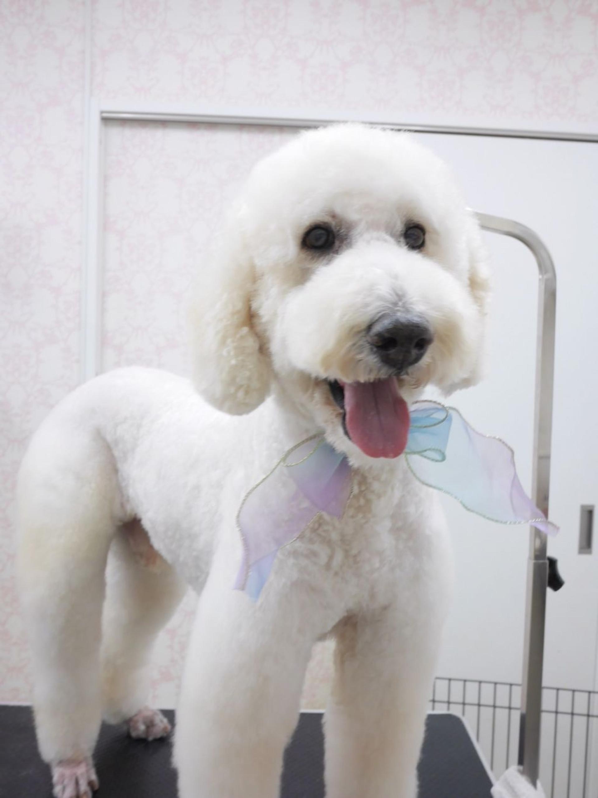 pet-image-3