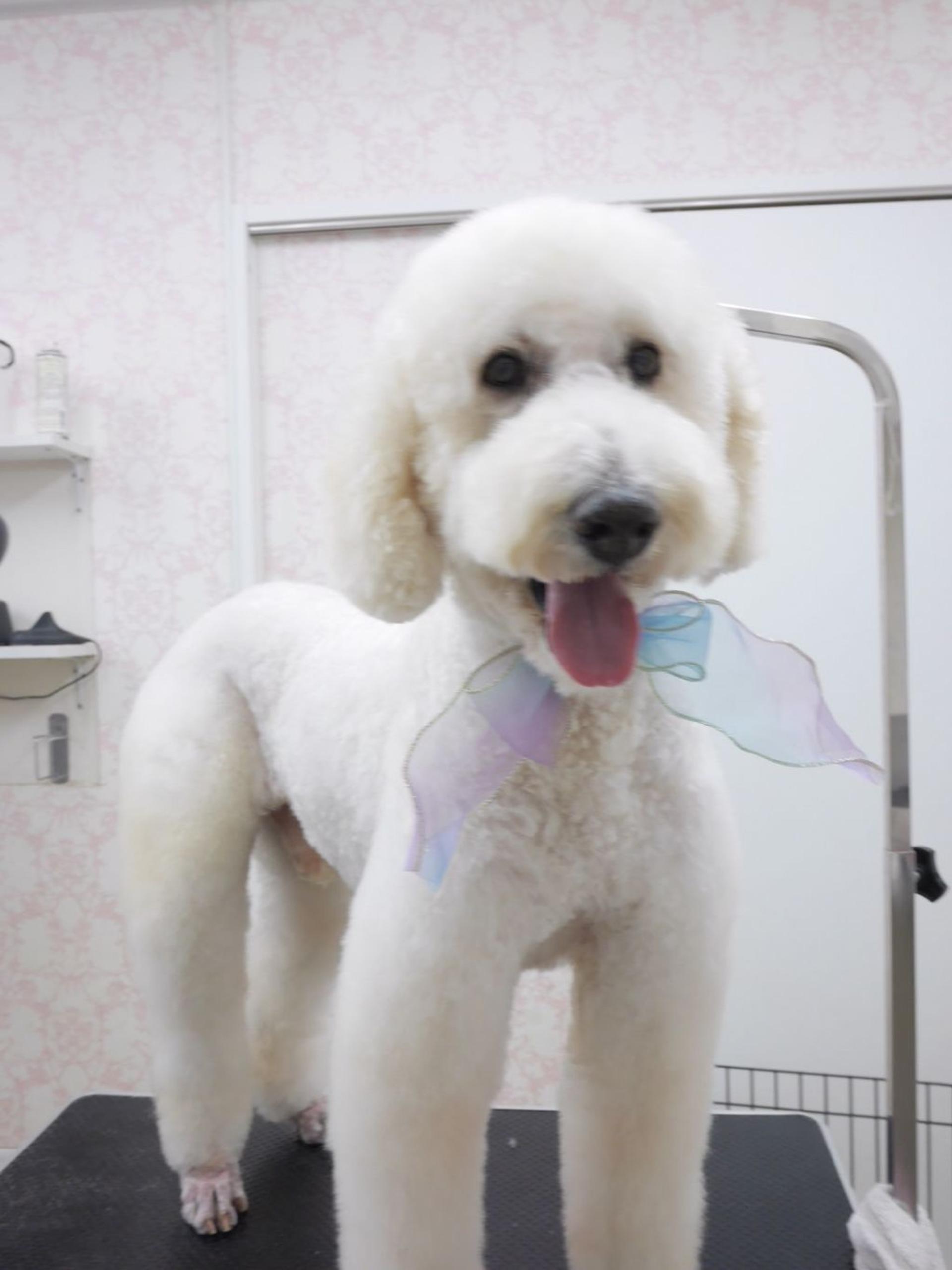 pet-image-5