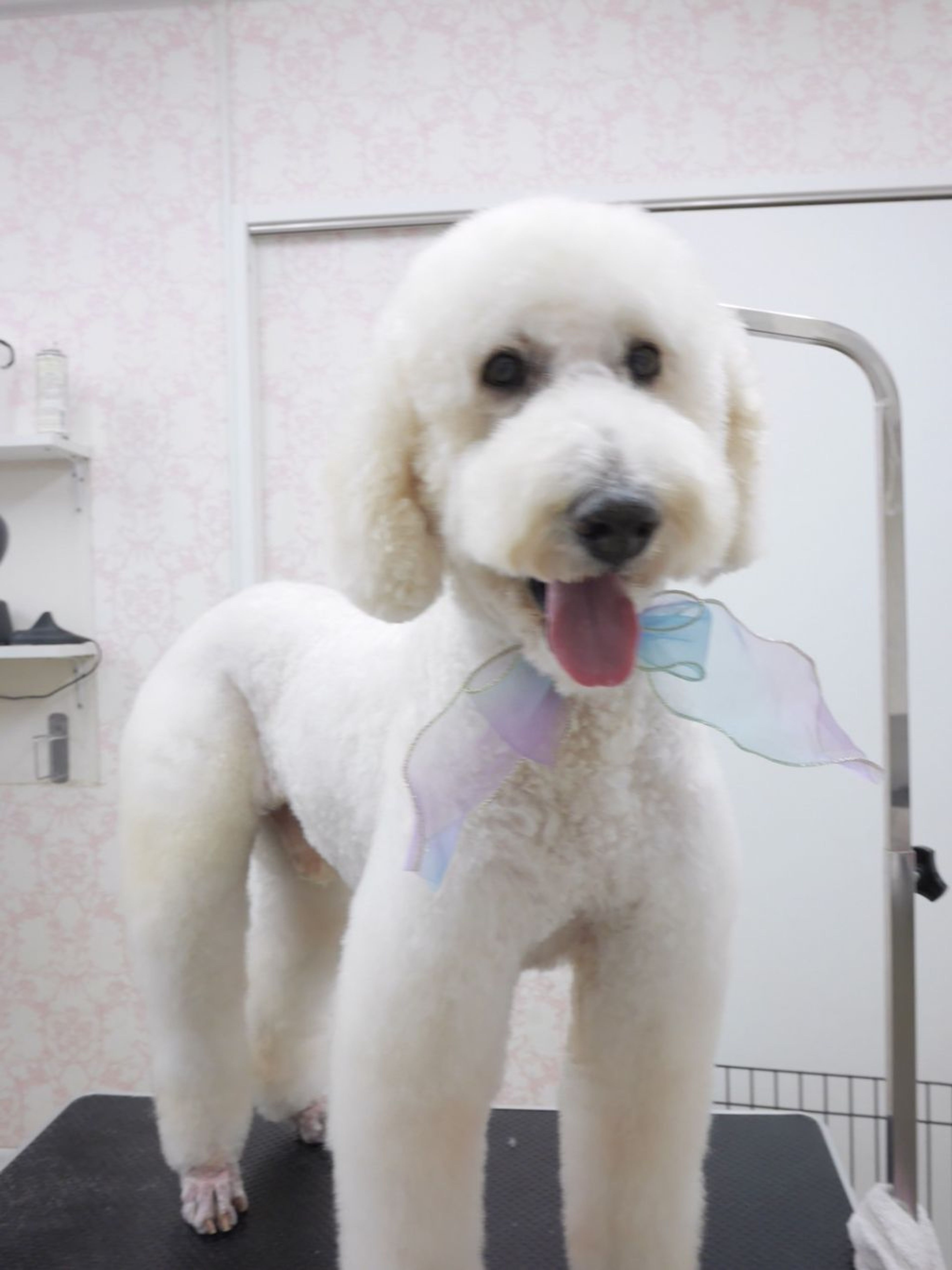 pet-image-5