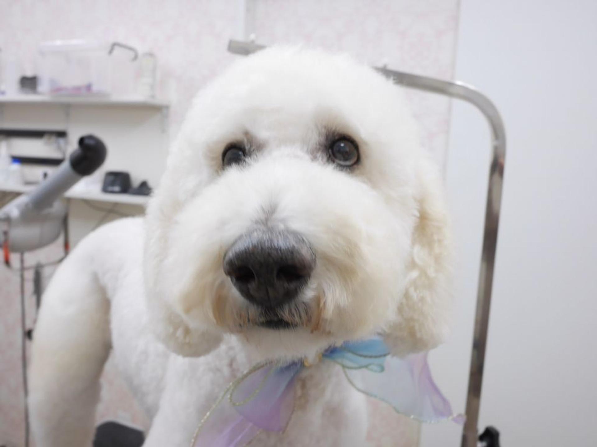 pet-image-7
