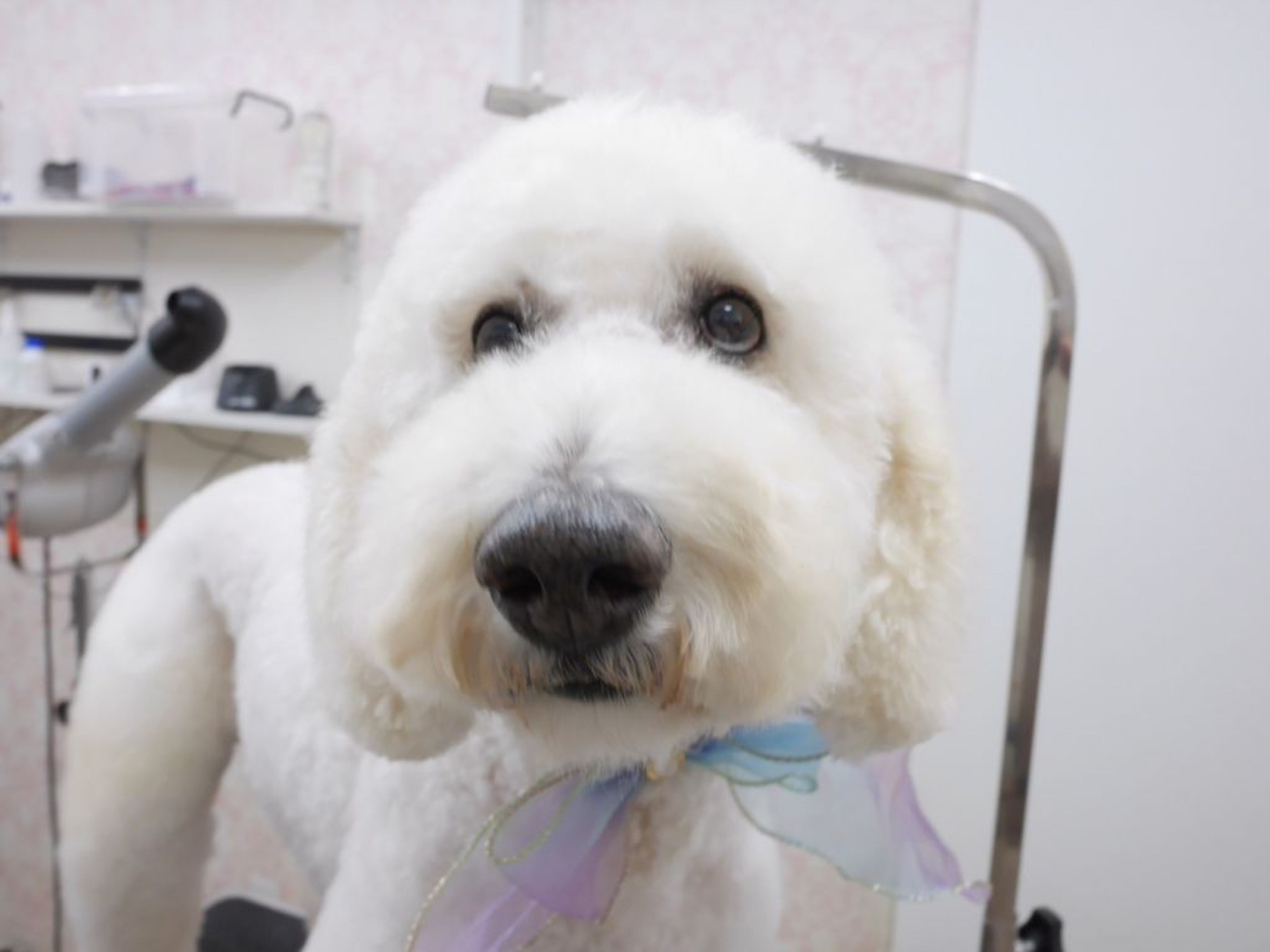 pet-image-7