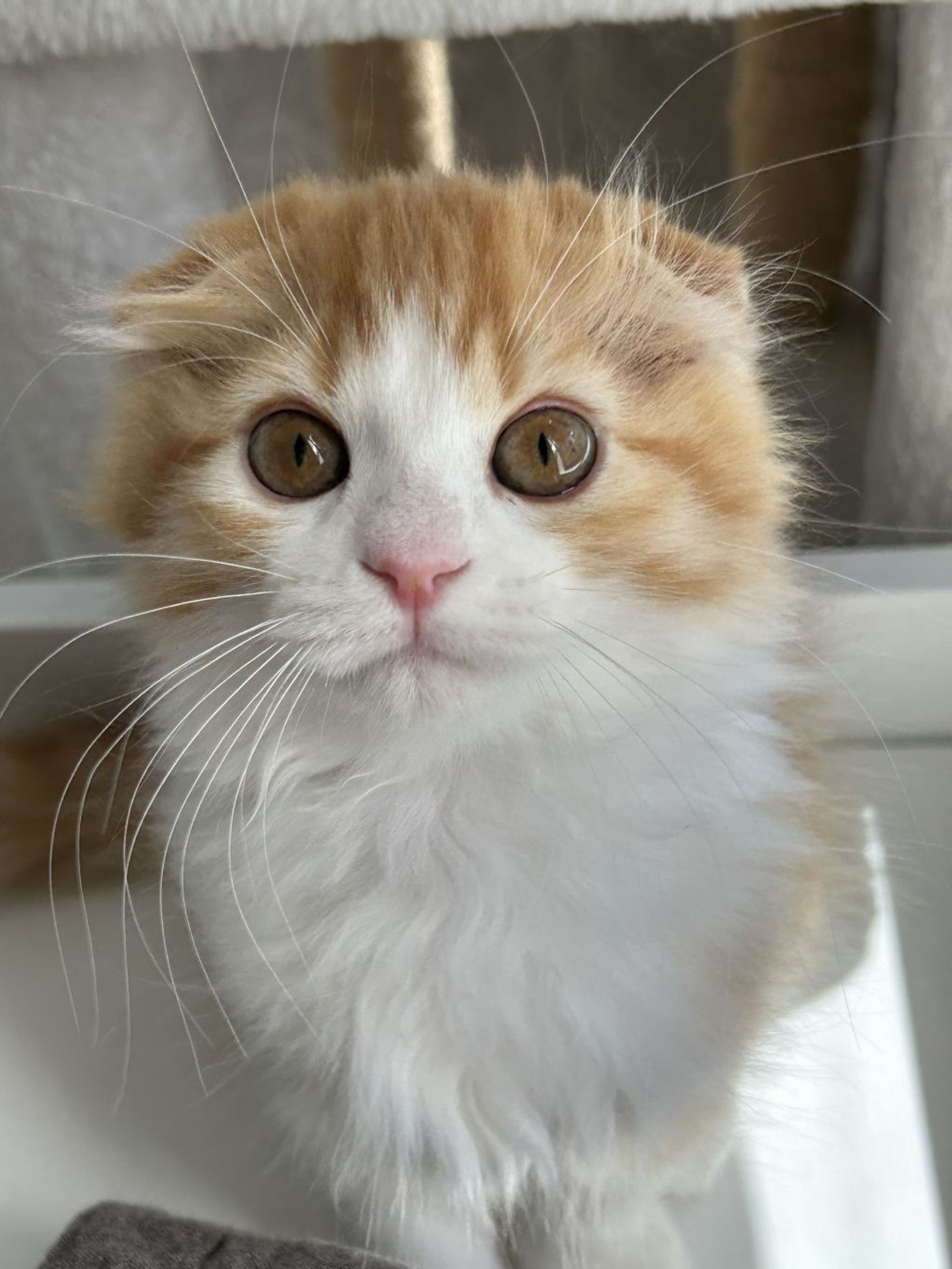 雑種（ミックス猫）・オスの里親募集の写真