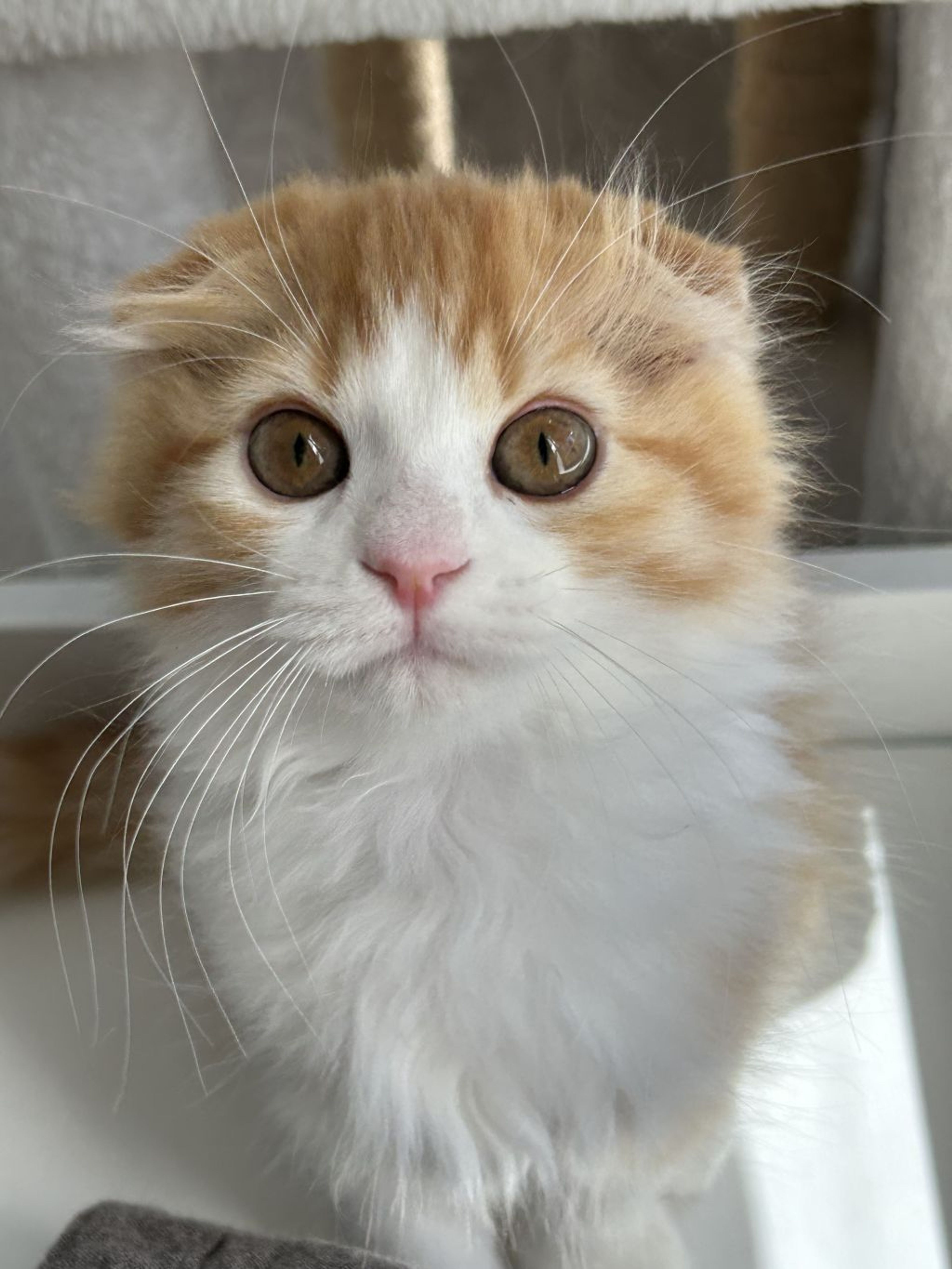雑種（ミックス猫）・オスの里親募集の写真