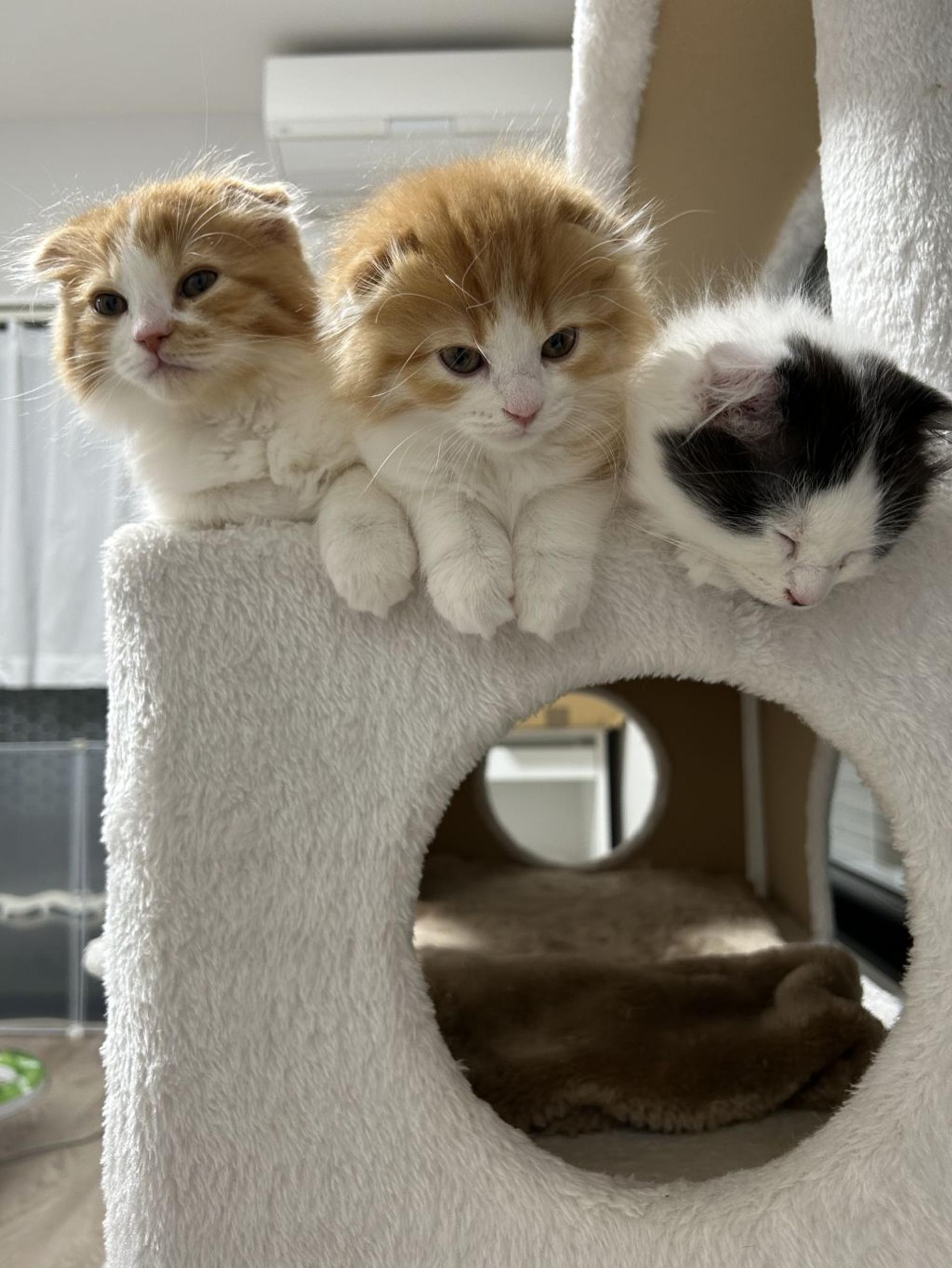 pet-image-5