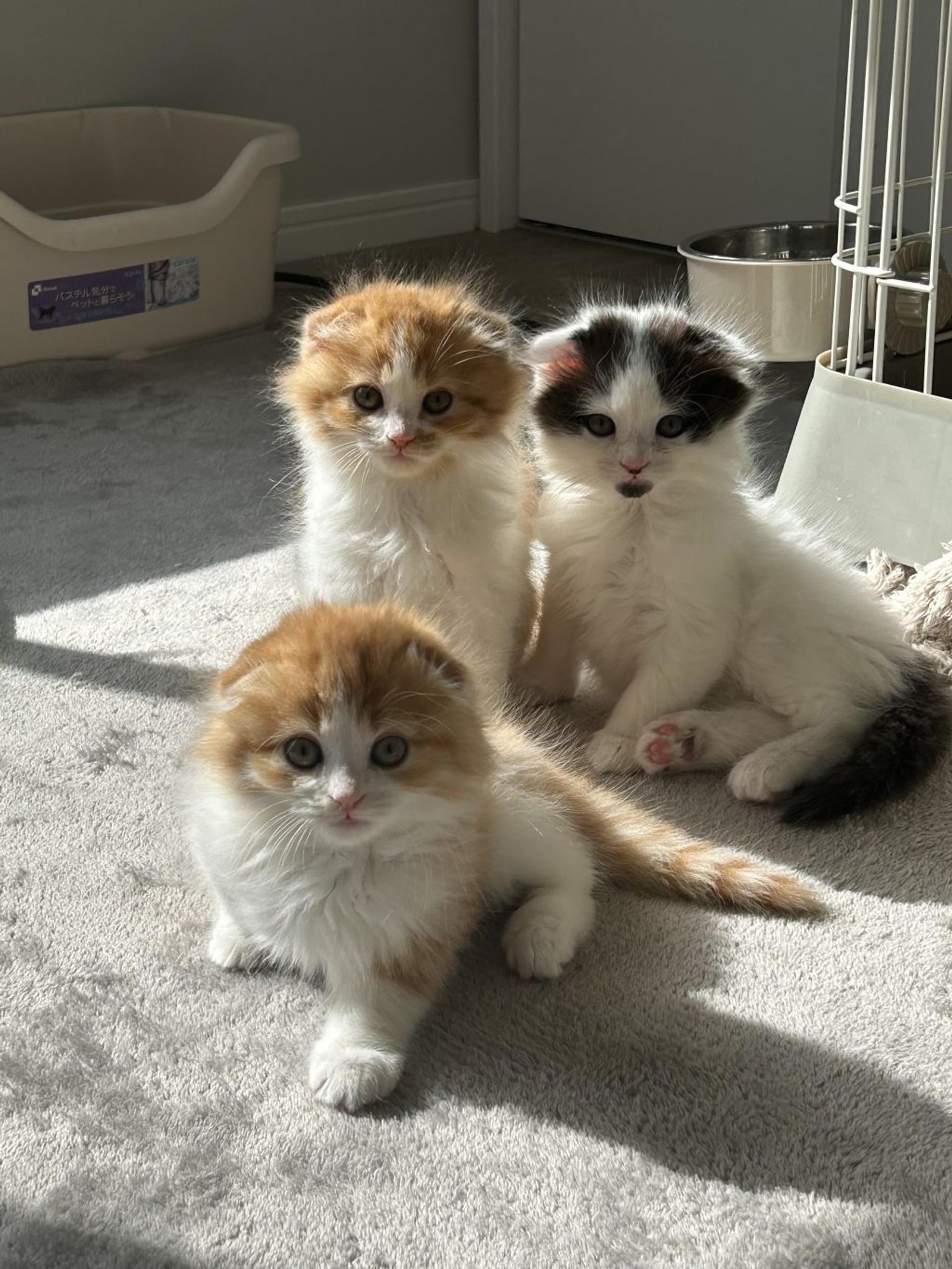 pet-image-6