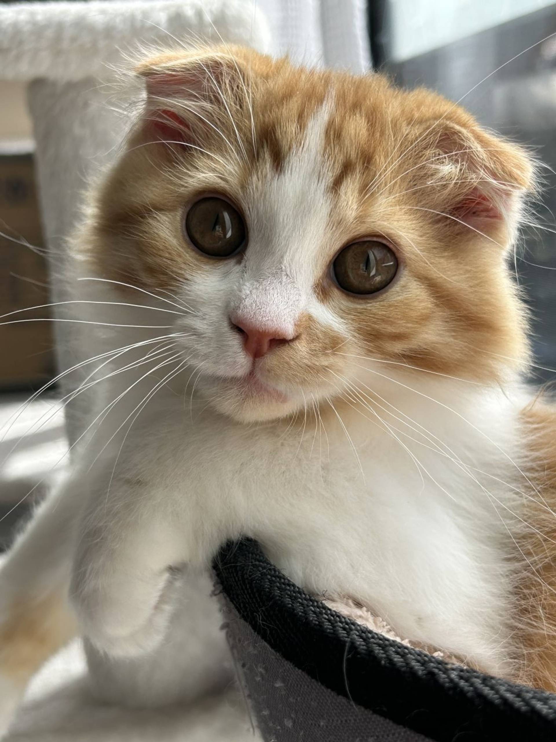雑種（ミックス猫）・オスの里親募集の写真