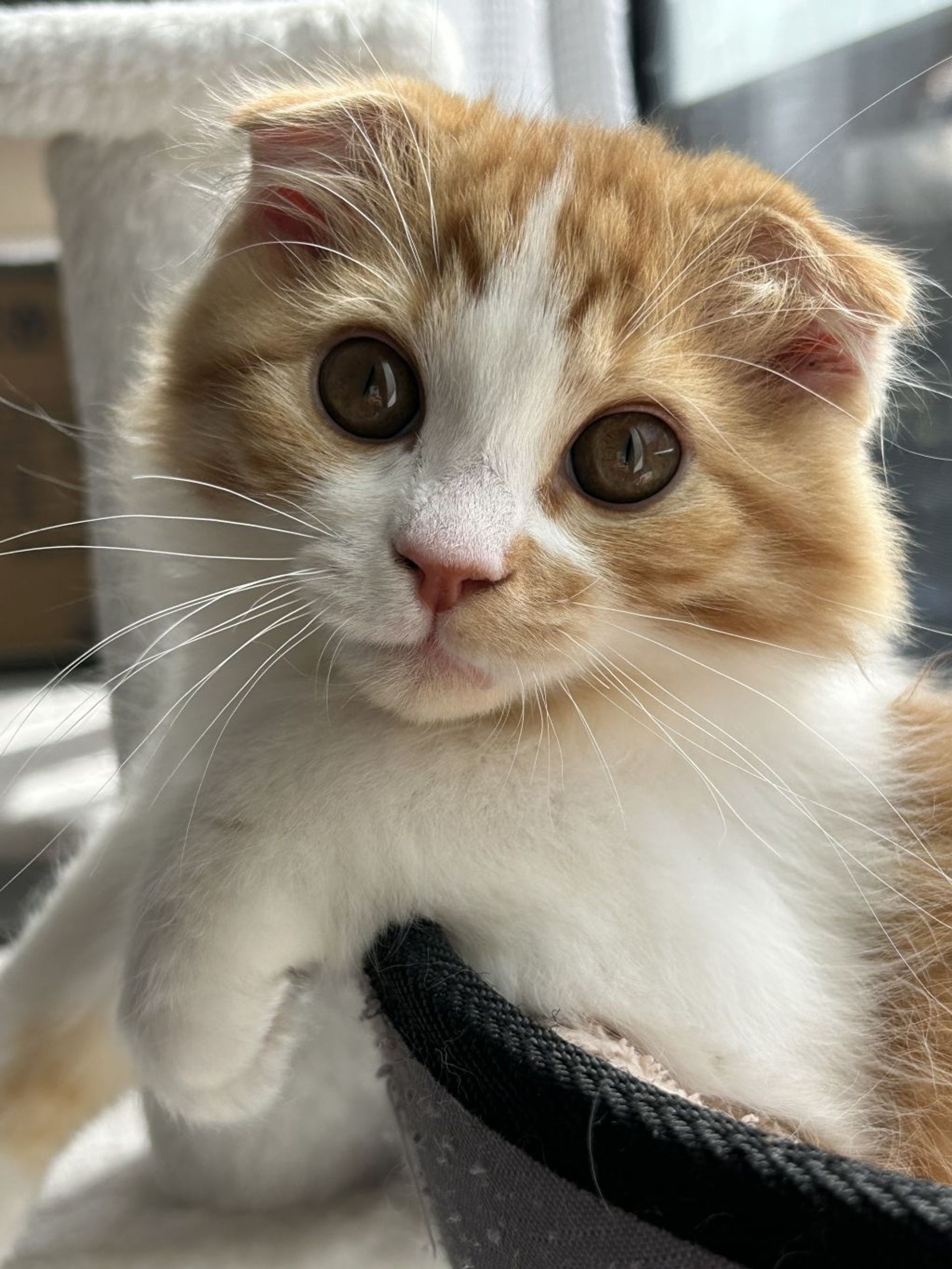 雑種（ミックス猫）・オスの里親募集の写真