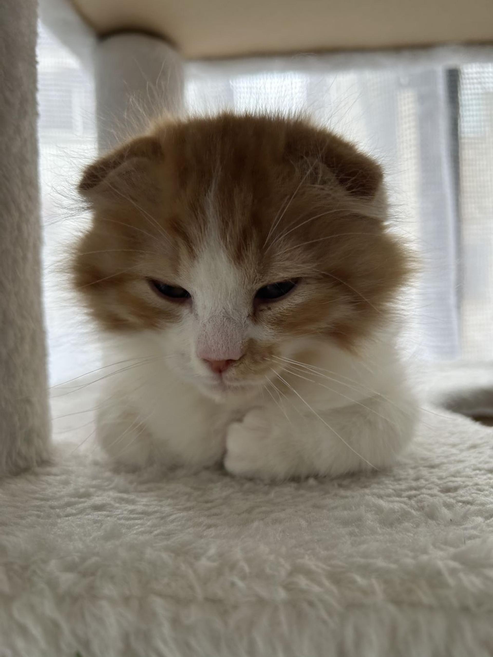 pet-image-6