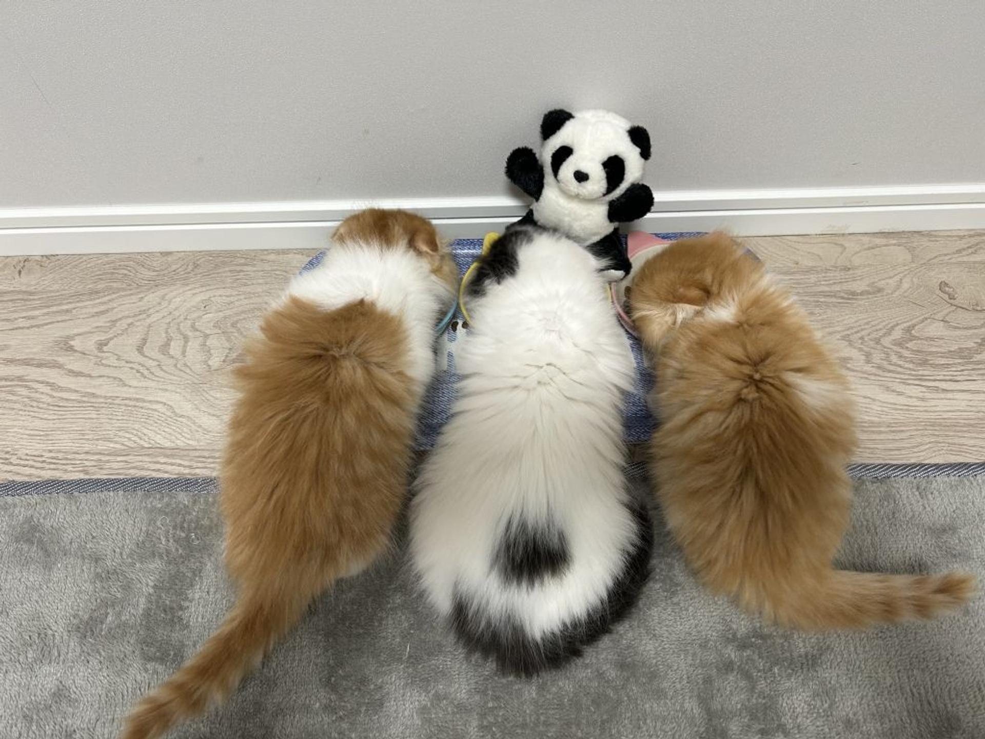 pet-image-9