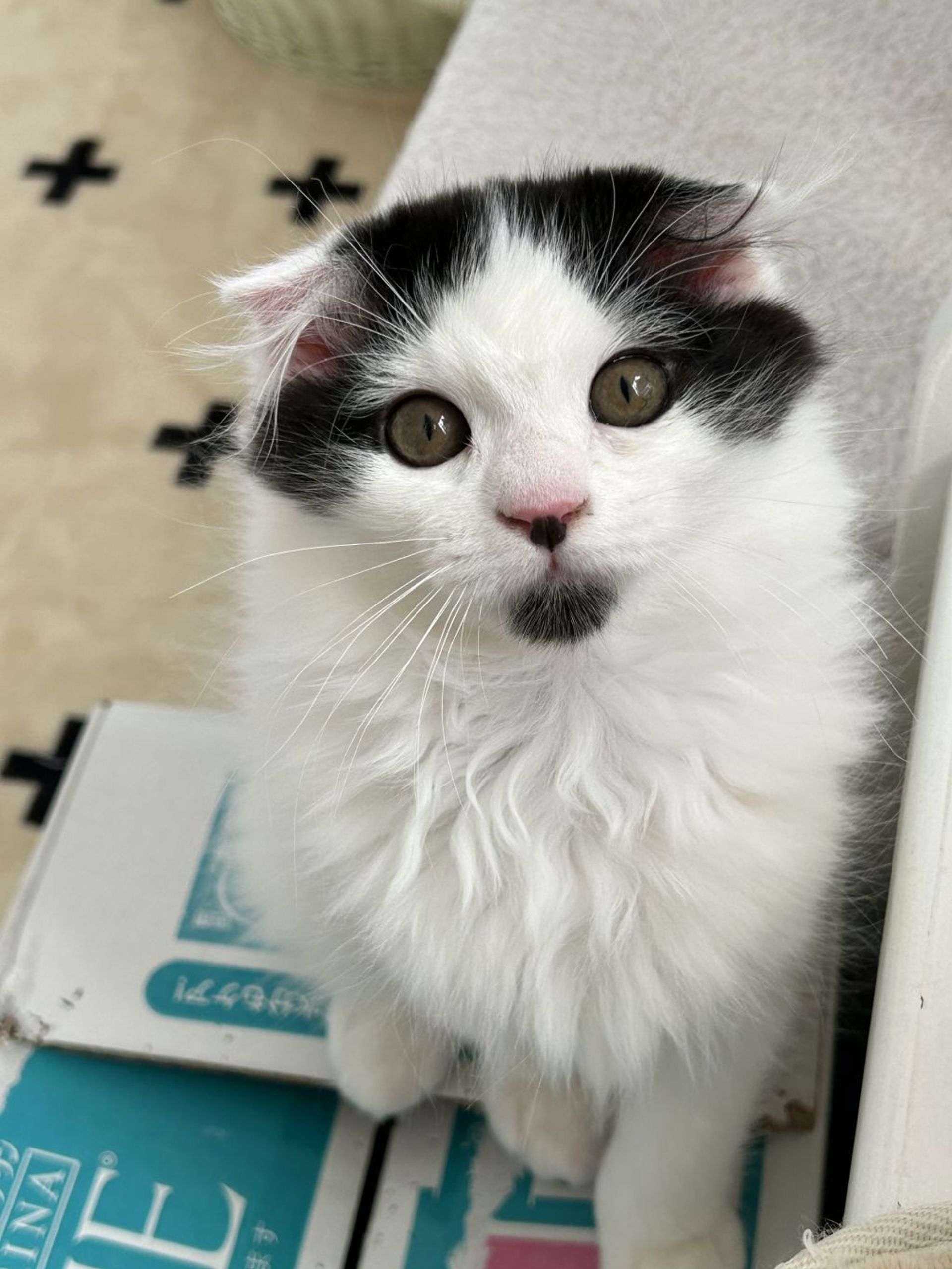 雑種（ミックス猫）・オスの里親募集の写真