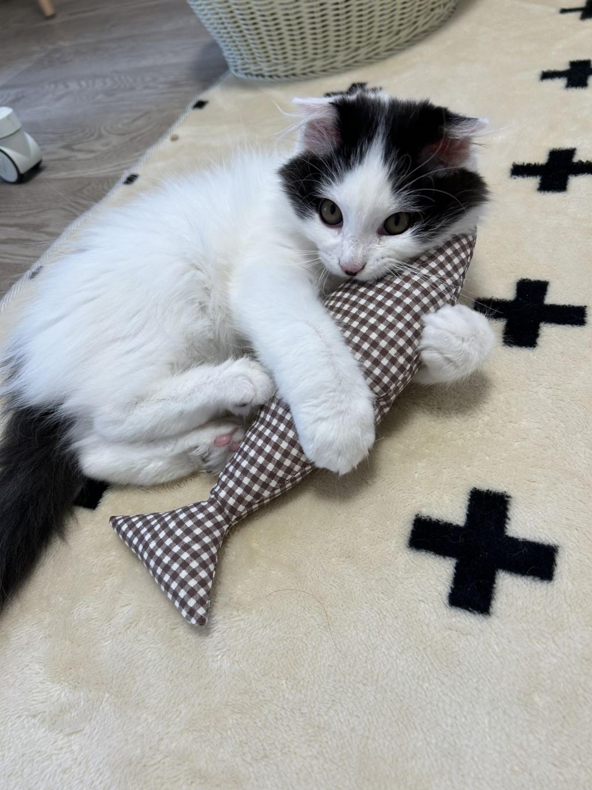 pet-image-2