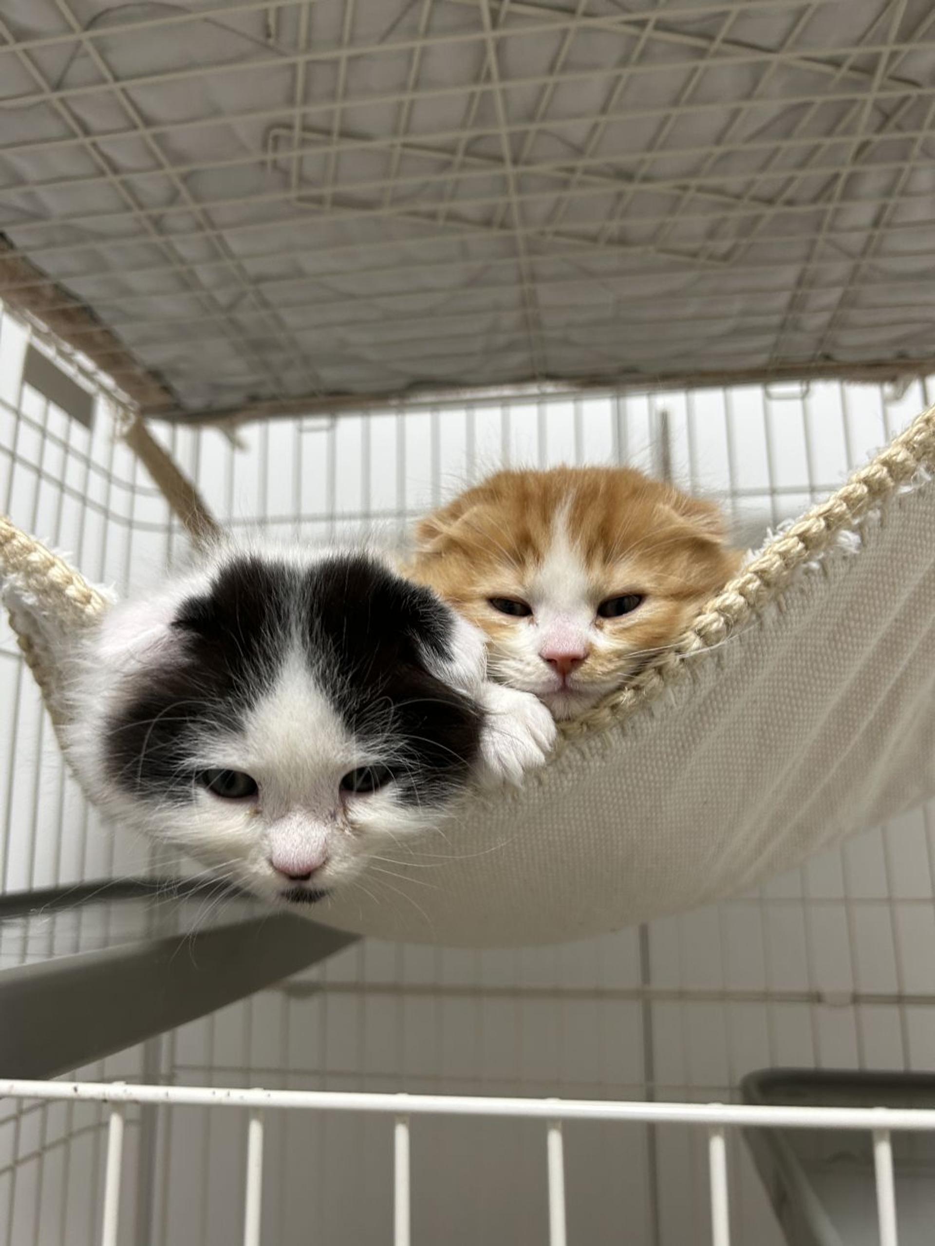 pet-image-6
