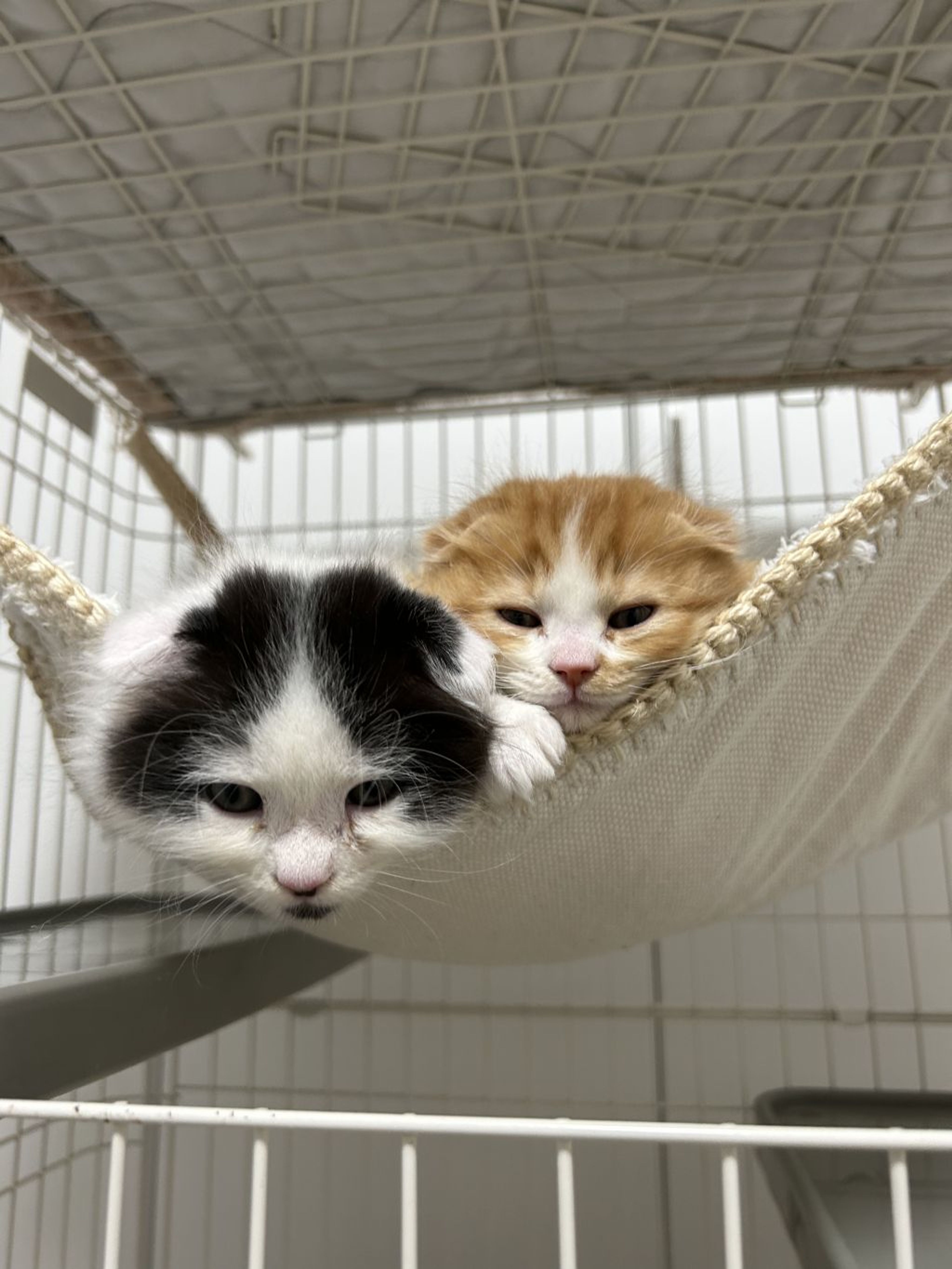 pet-image-6