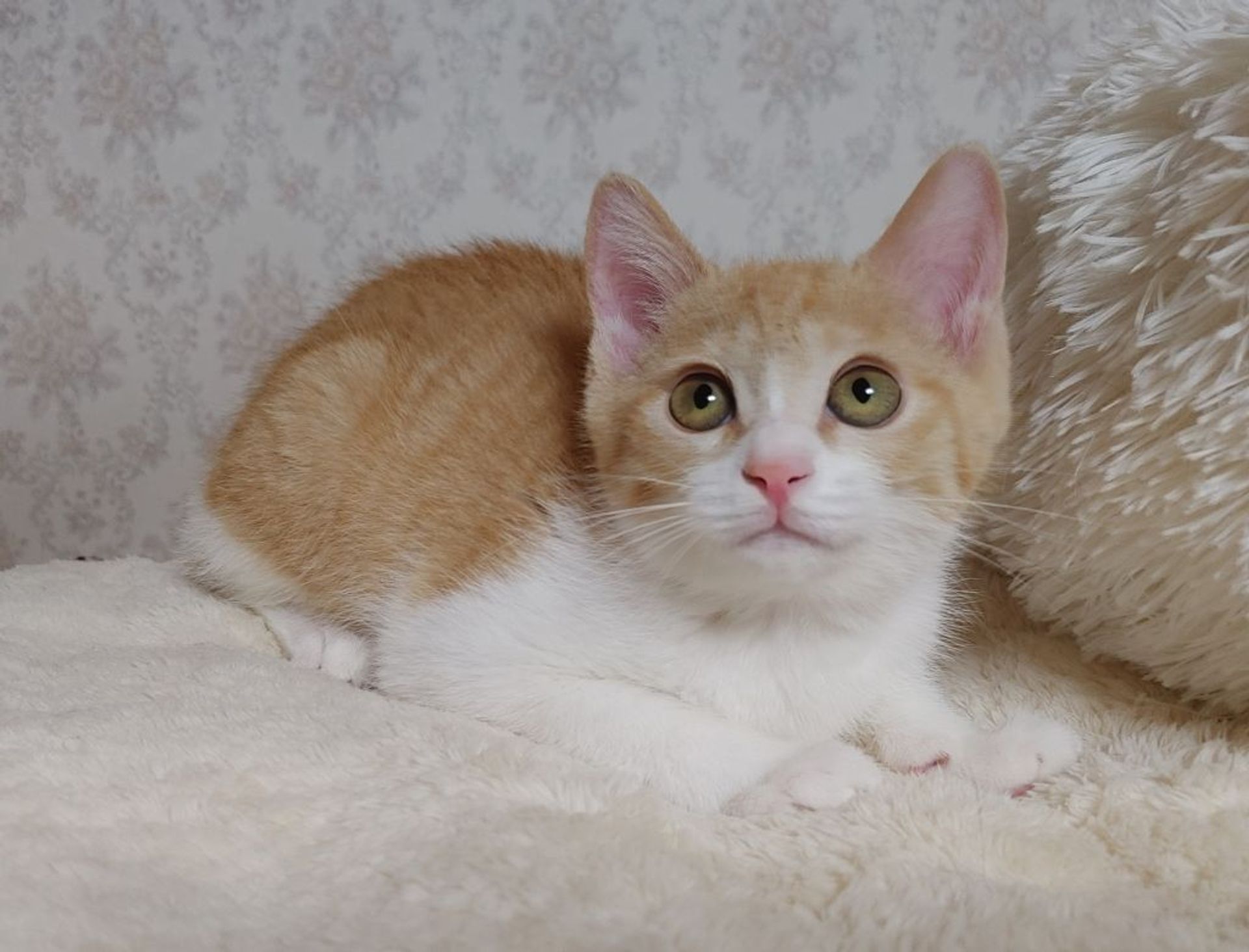 雑種（ミックス猫）・メスの里親募集の写真