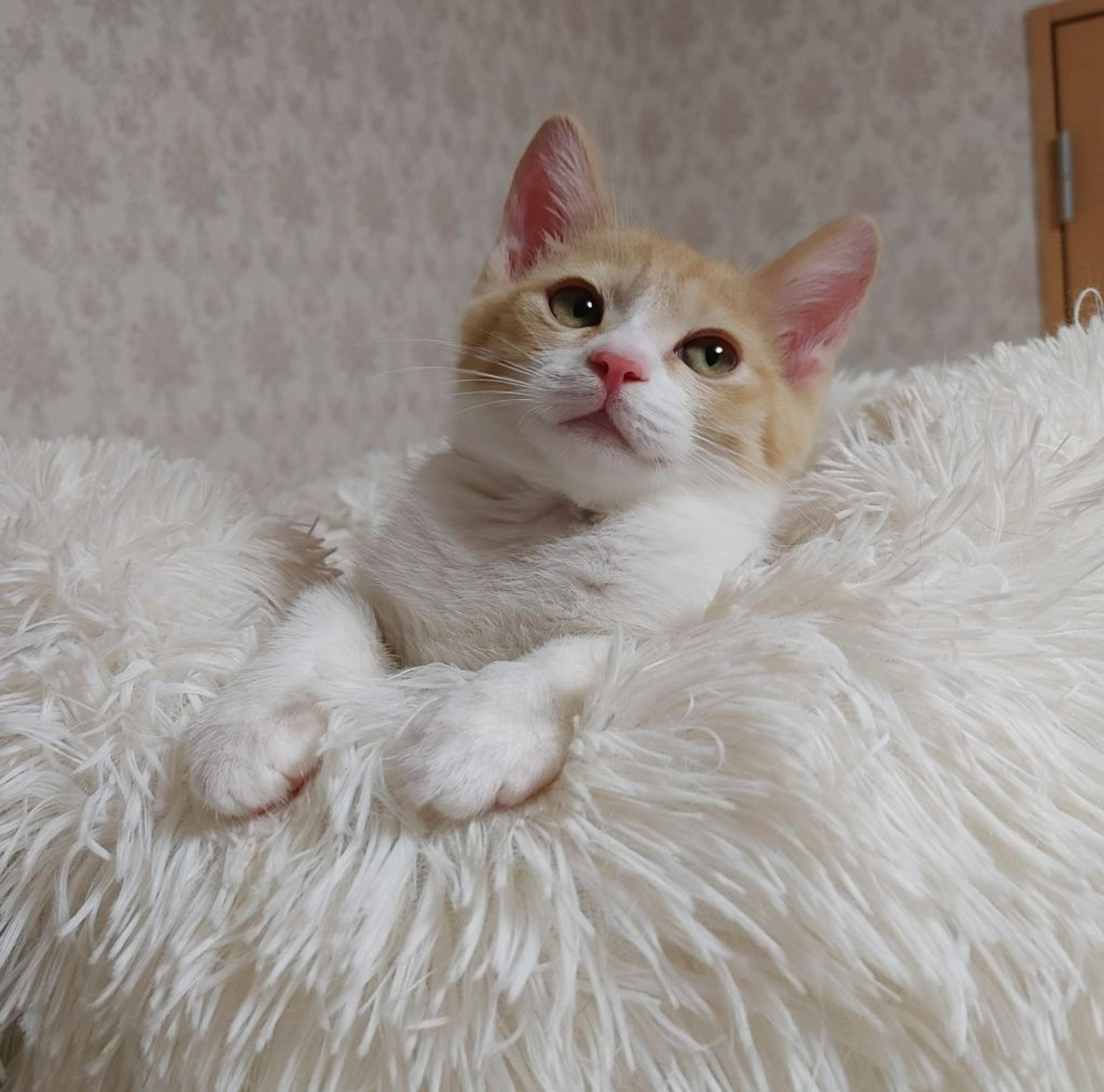 pet-image-2