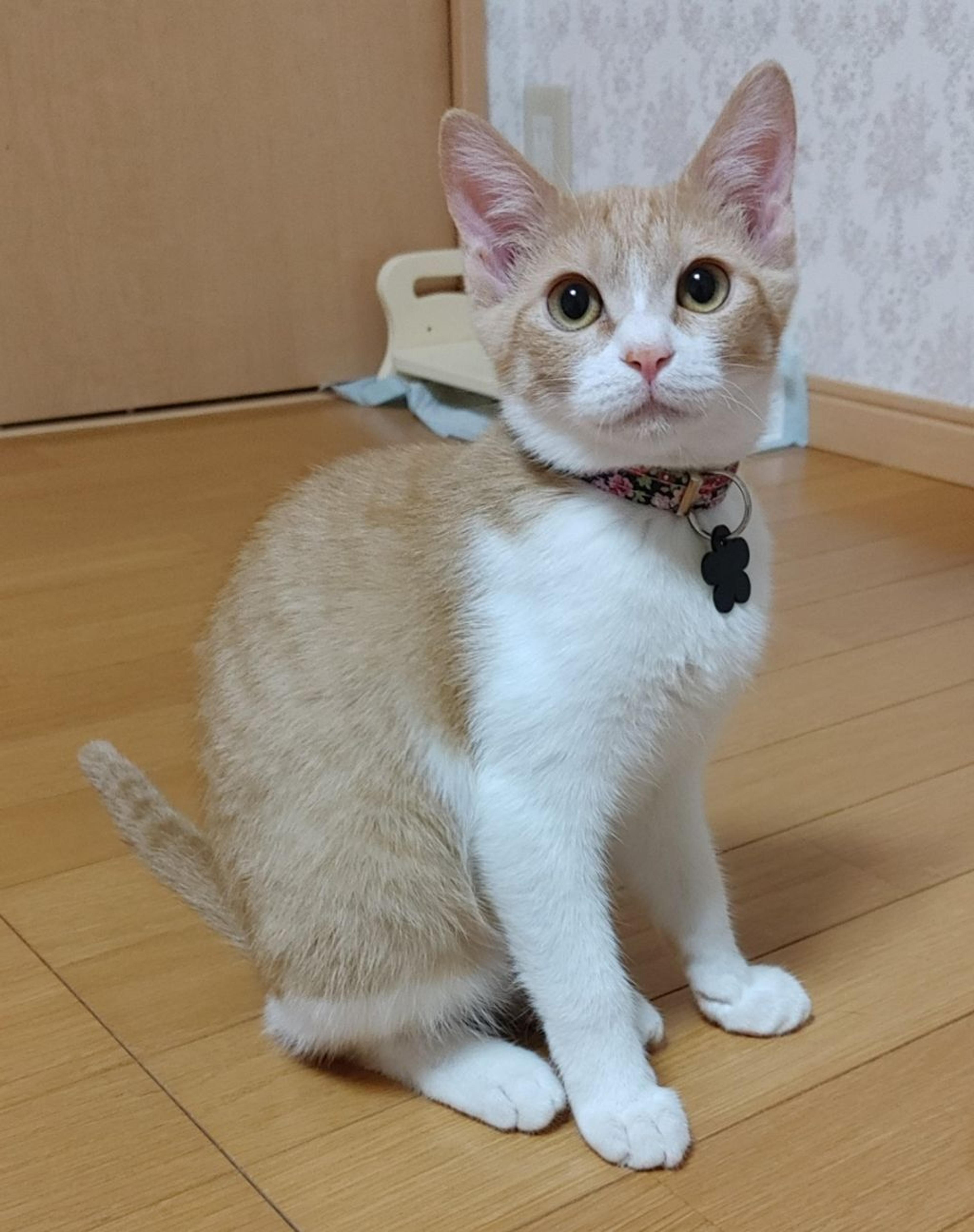 pet-image-3
