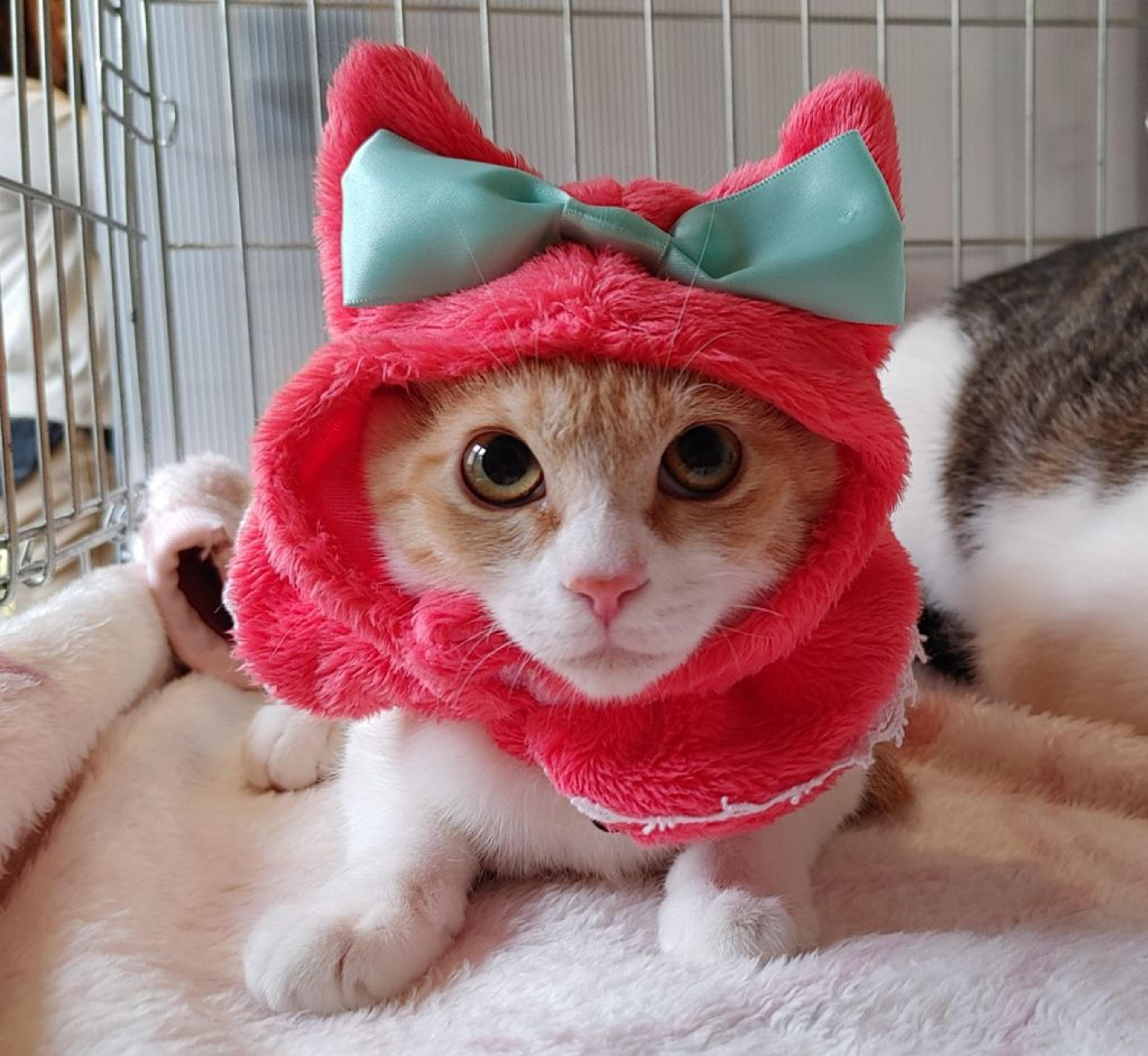 pet-image-4