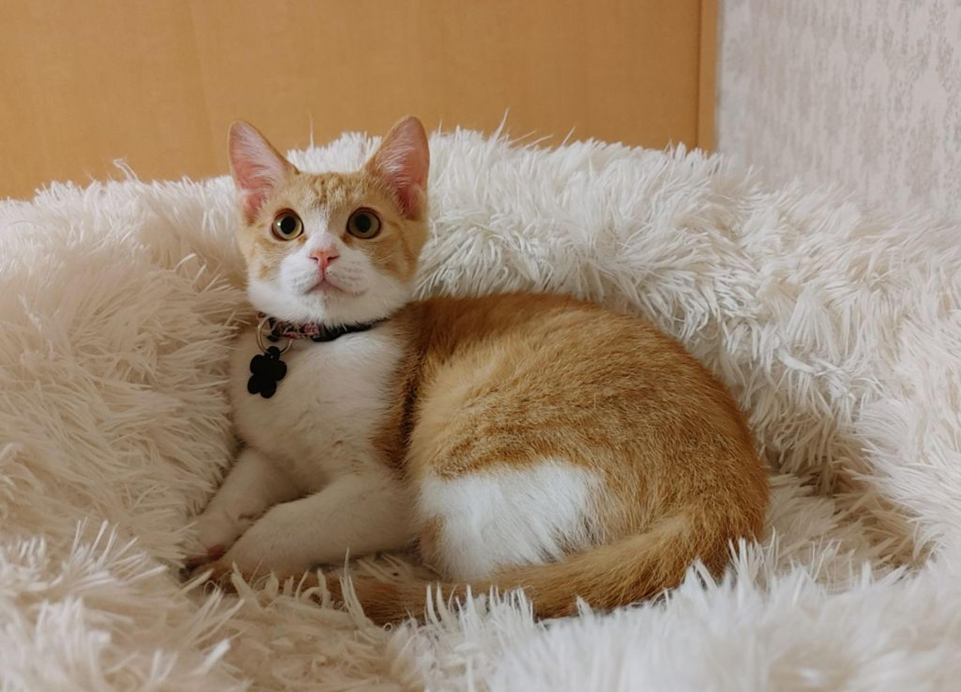 pet-image-5
