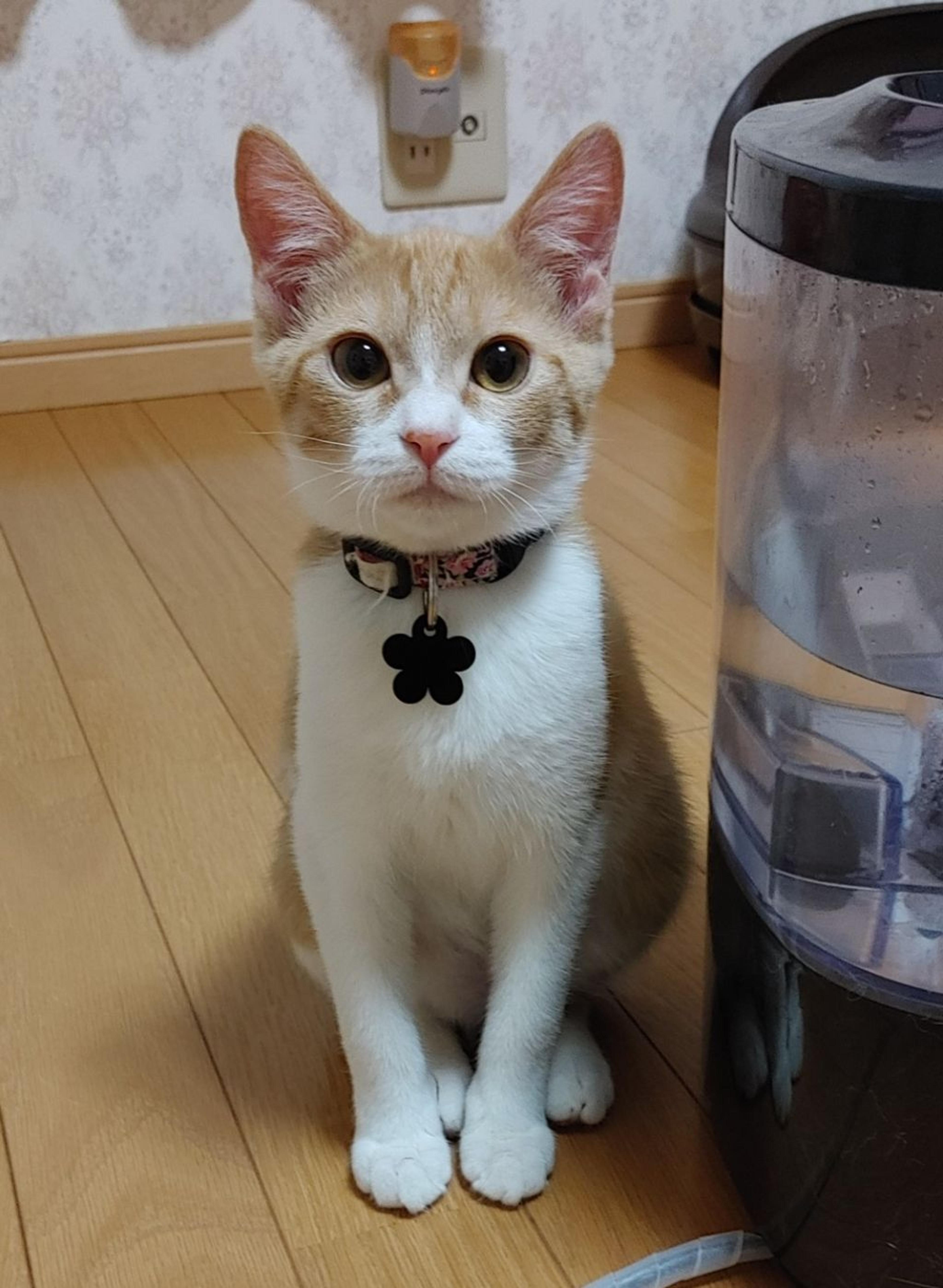 pet-image-6