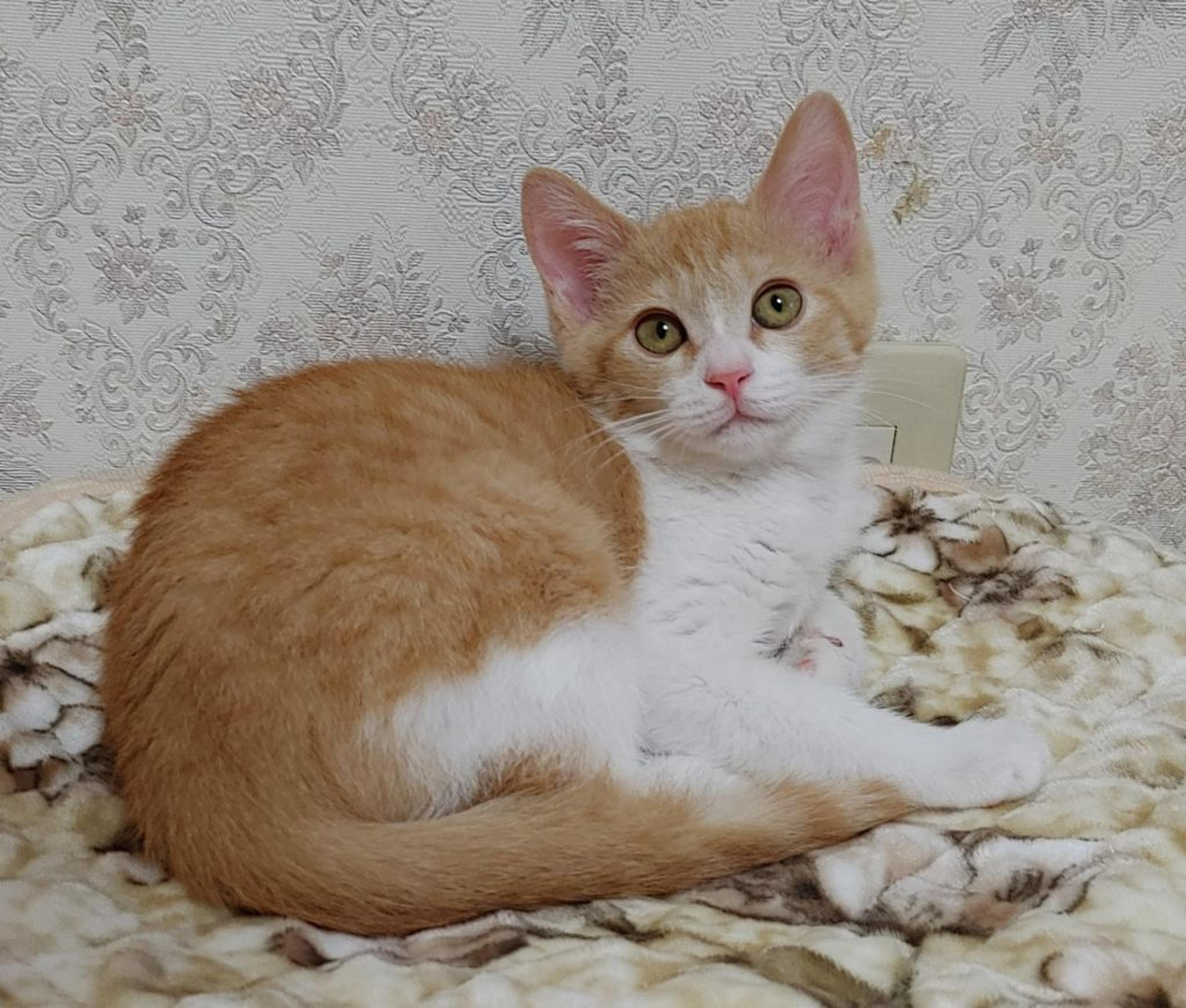pet-image-7