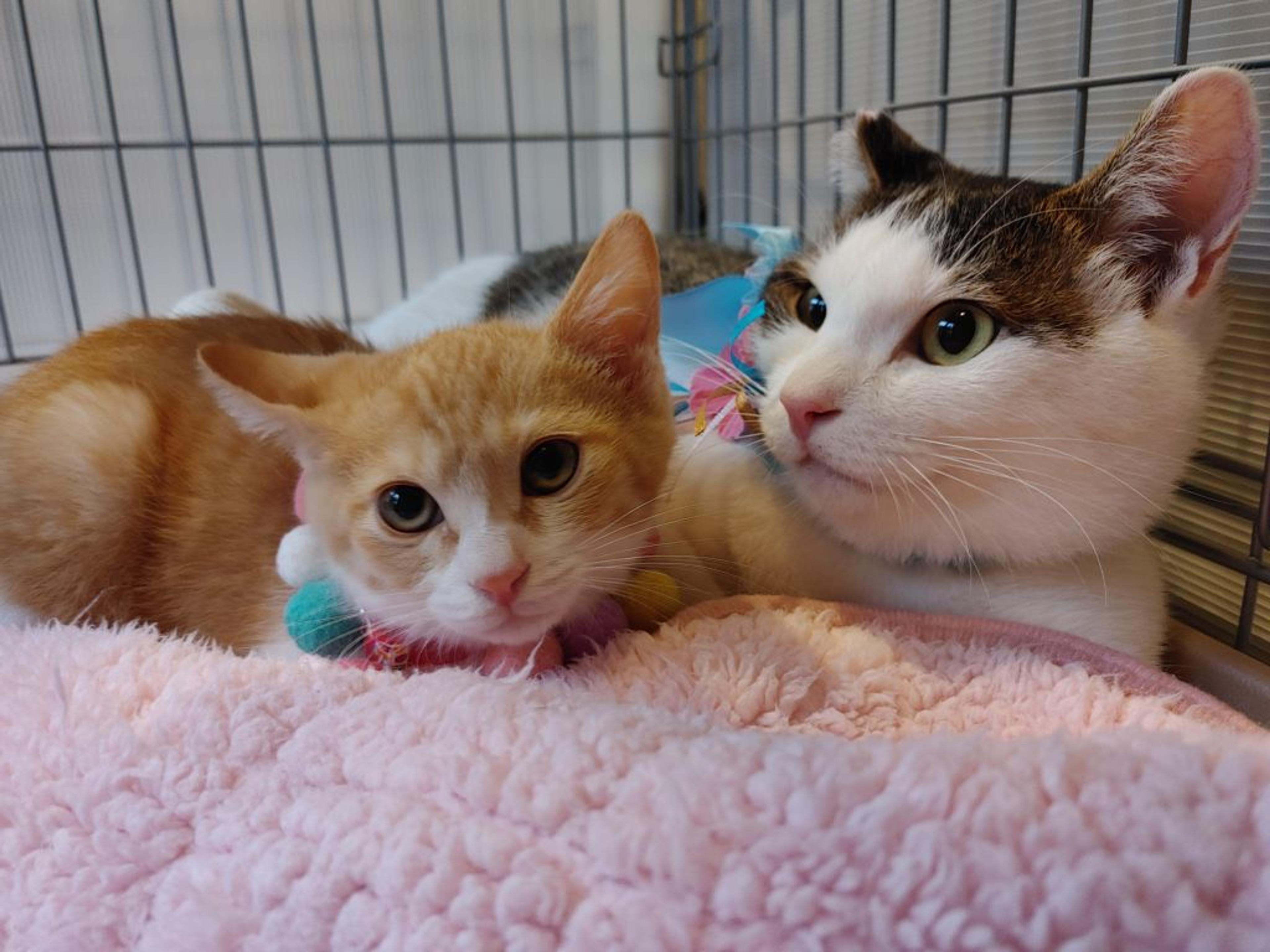 pet-image-8