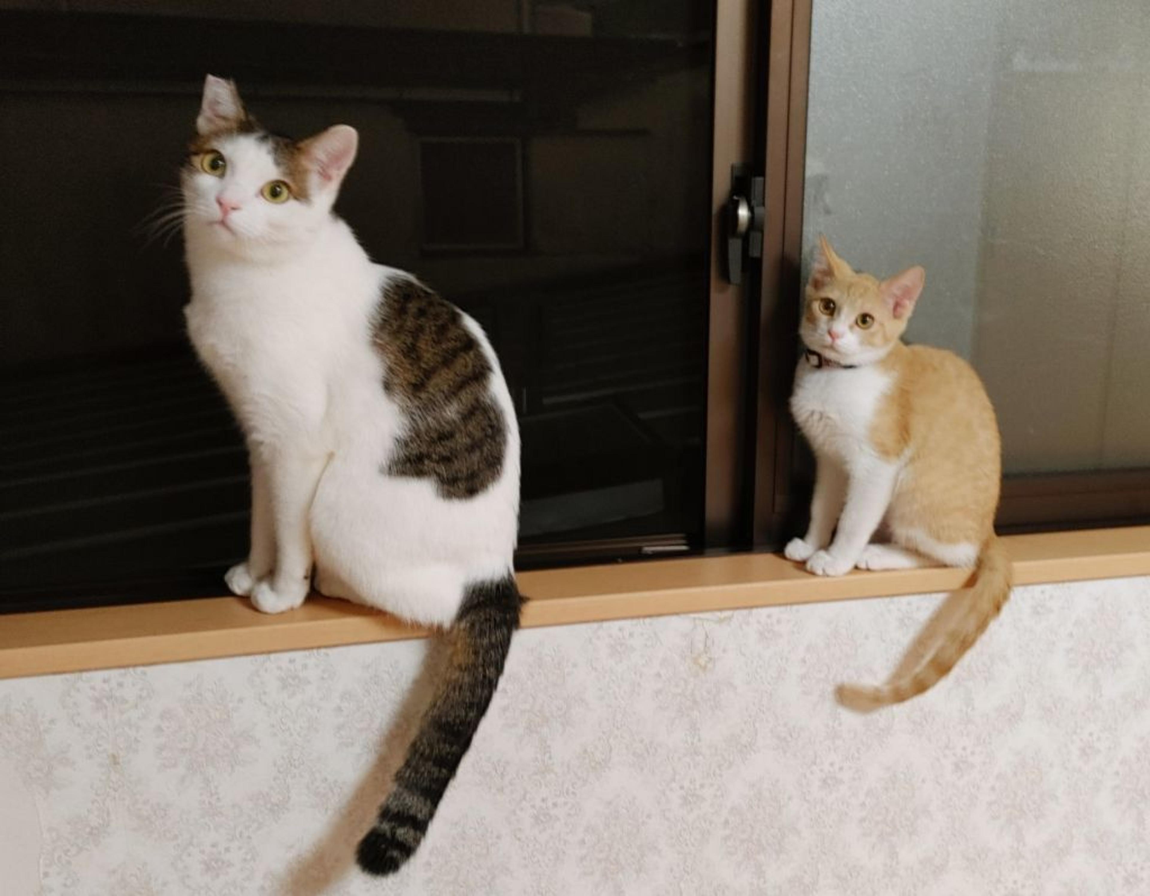pet-image-9